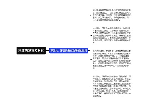 牙胚的发育及分化