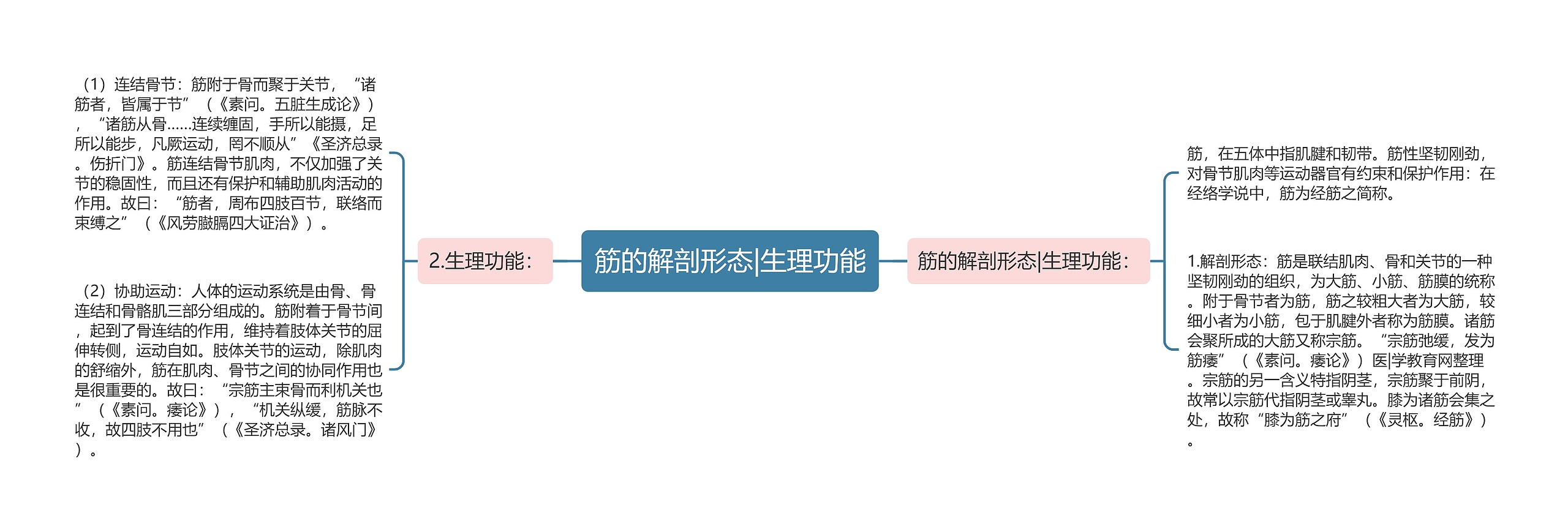 筋的解剖形态|生理功能思维导图