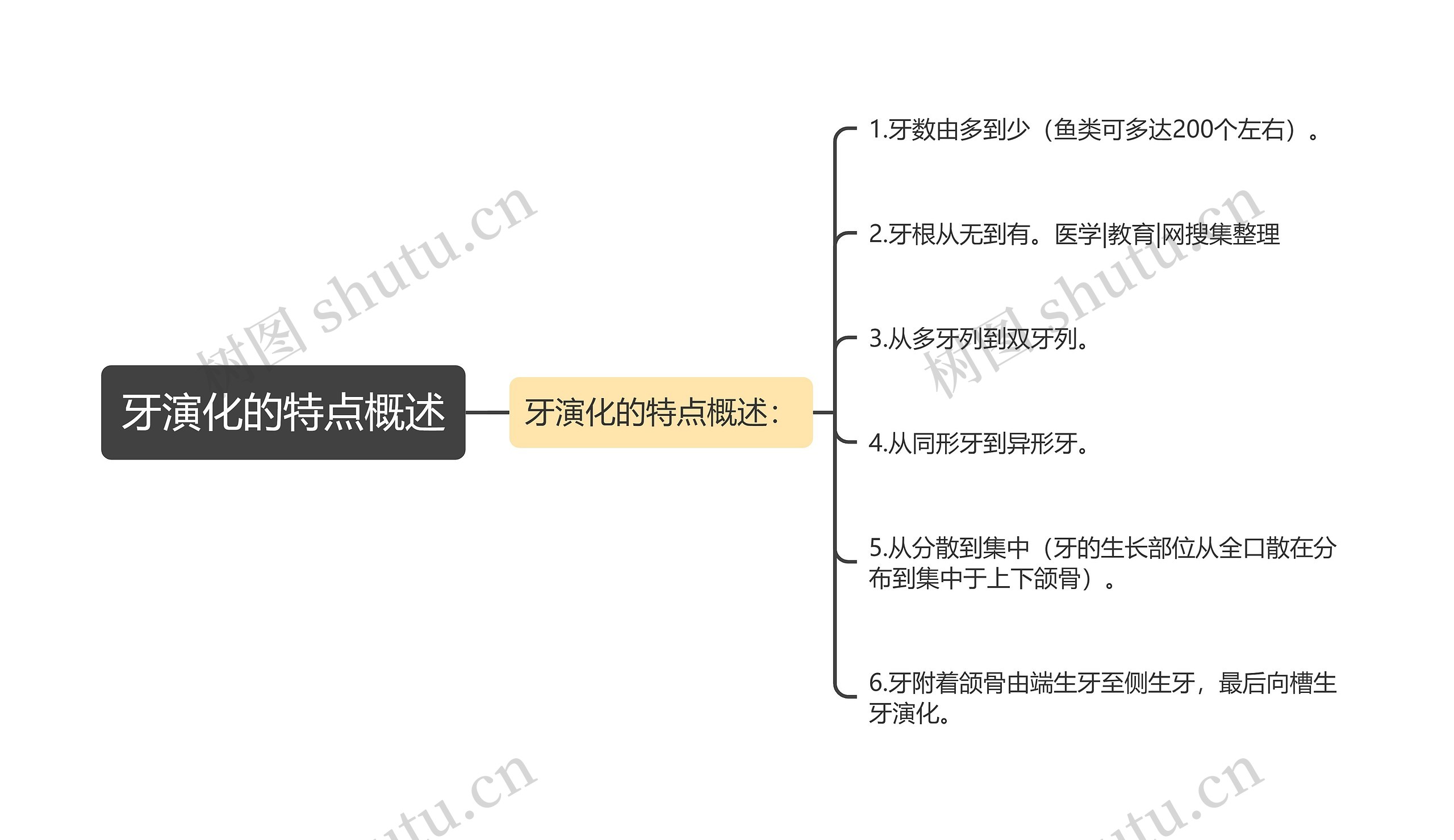 牙演化的特点概述