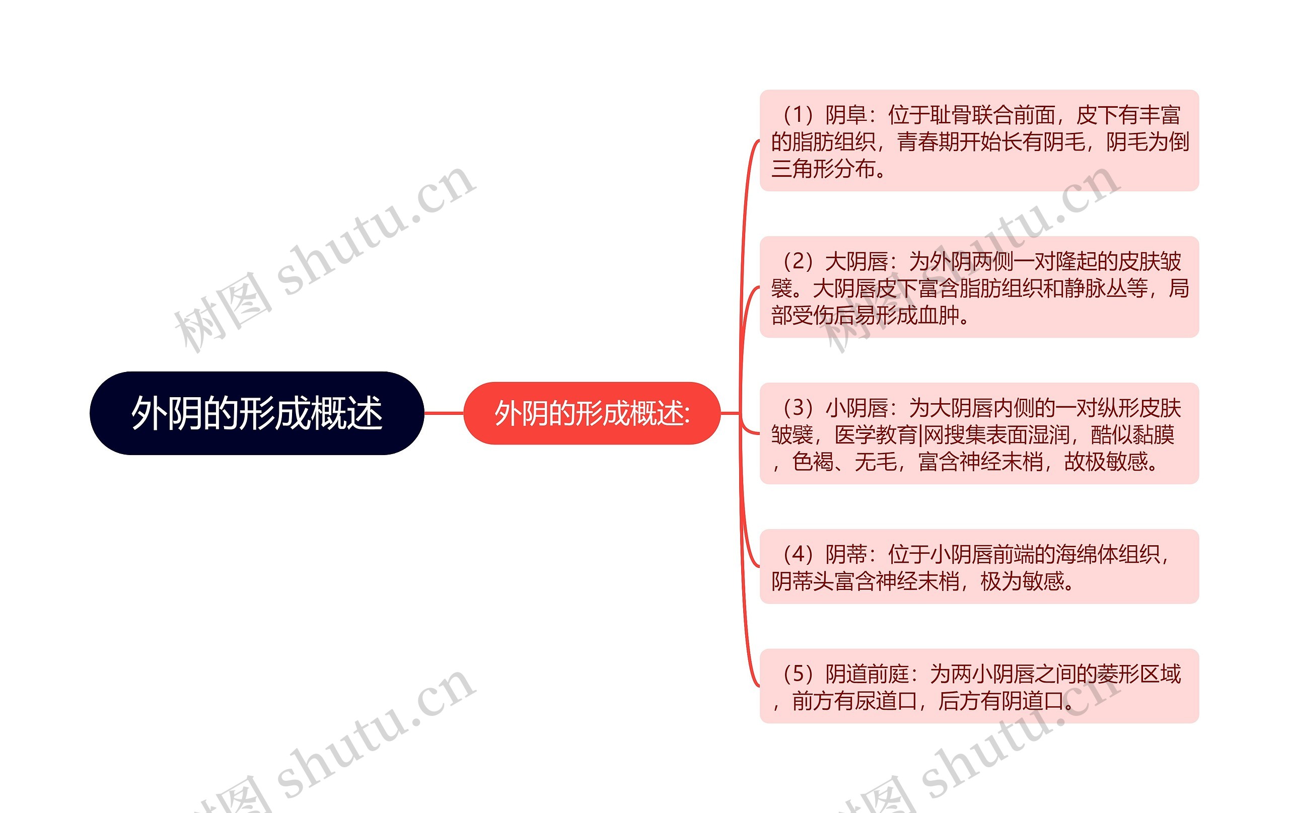 外阴的形成概述思维导图