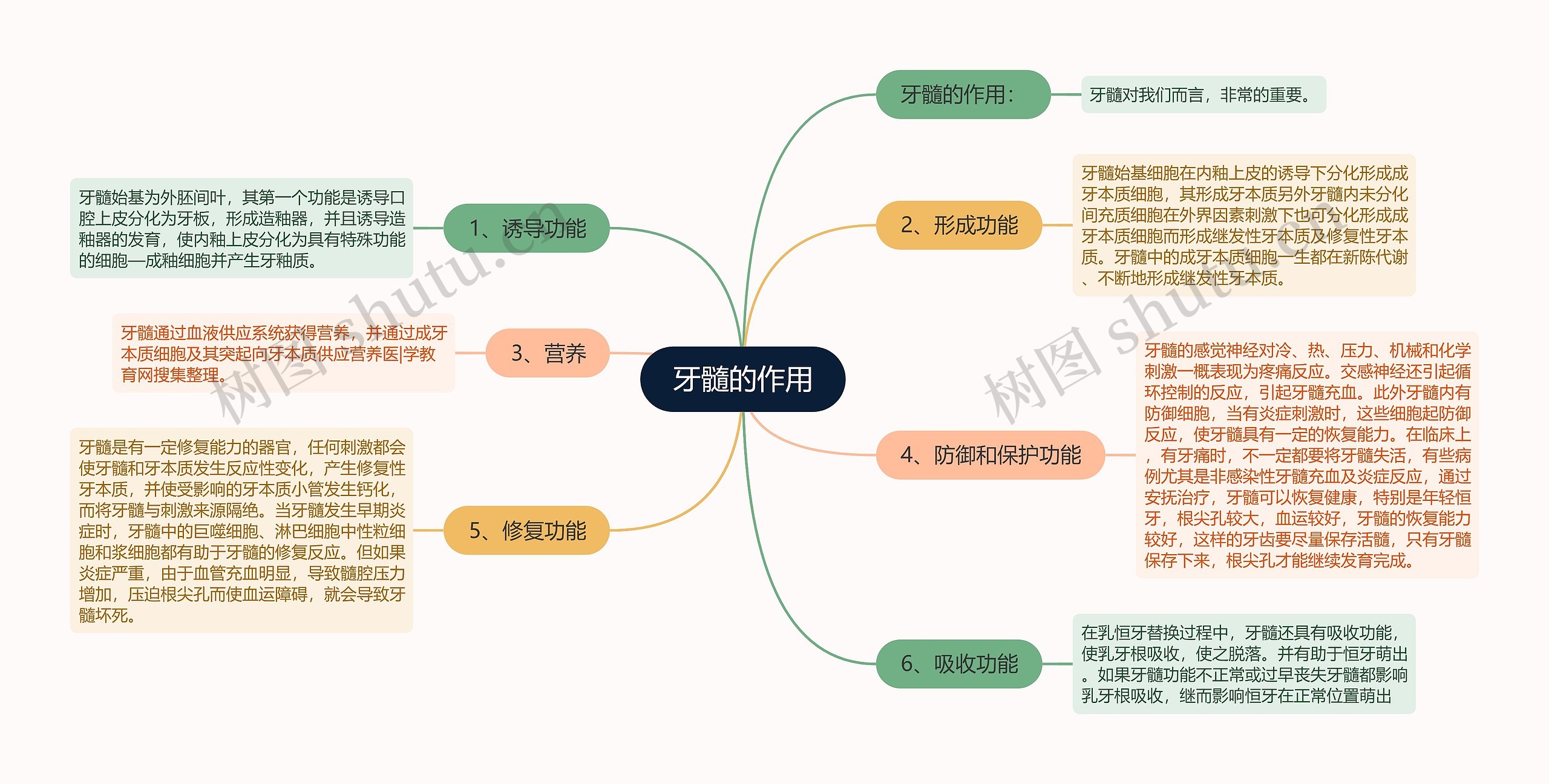 牙髓的作用思维导图