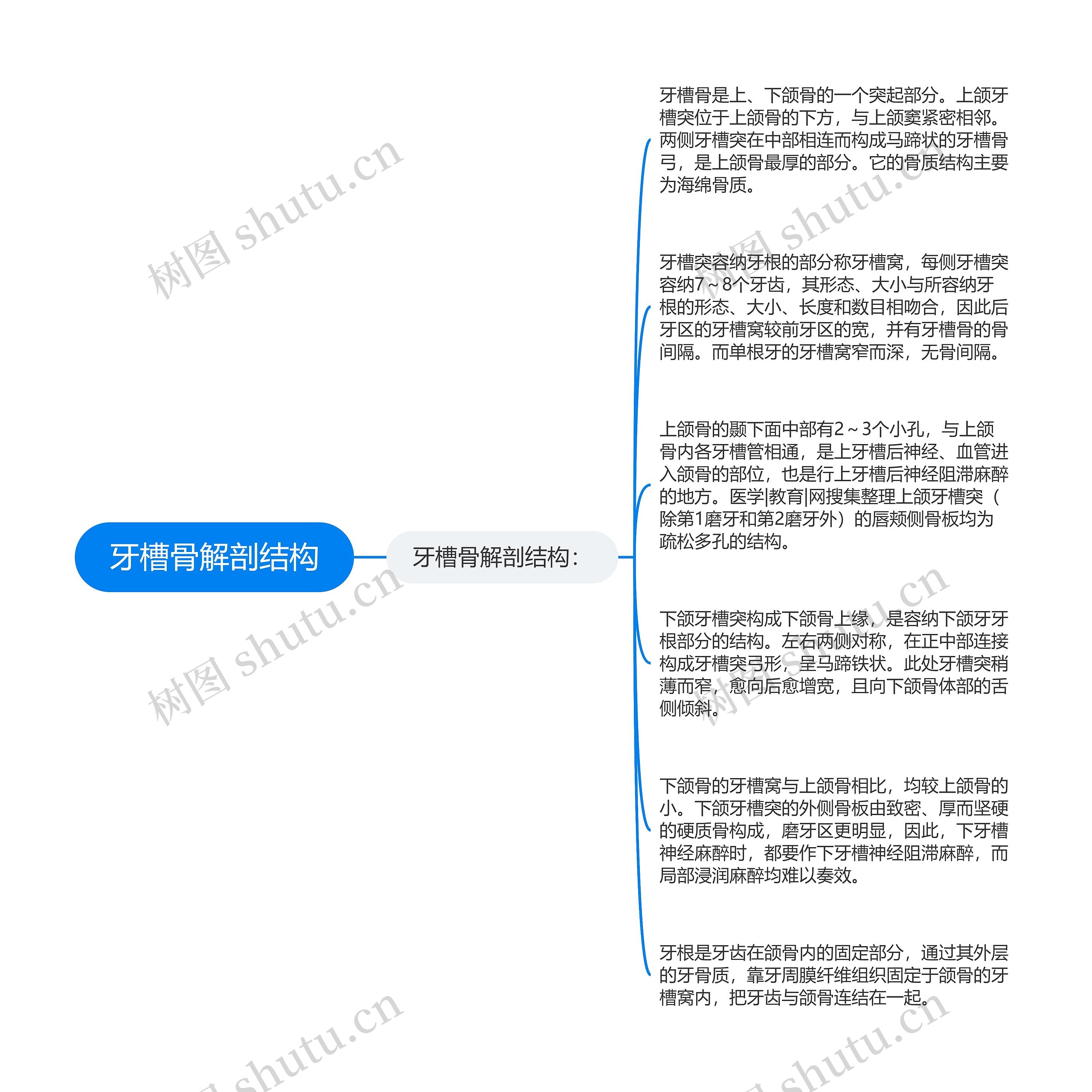 牙槽骨解剖结构