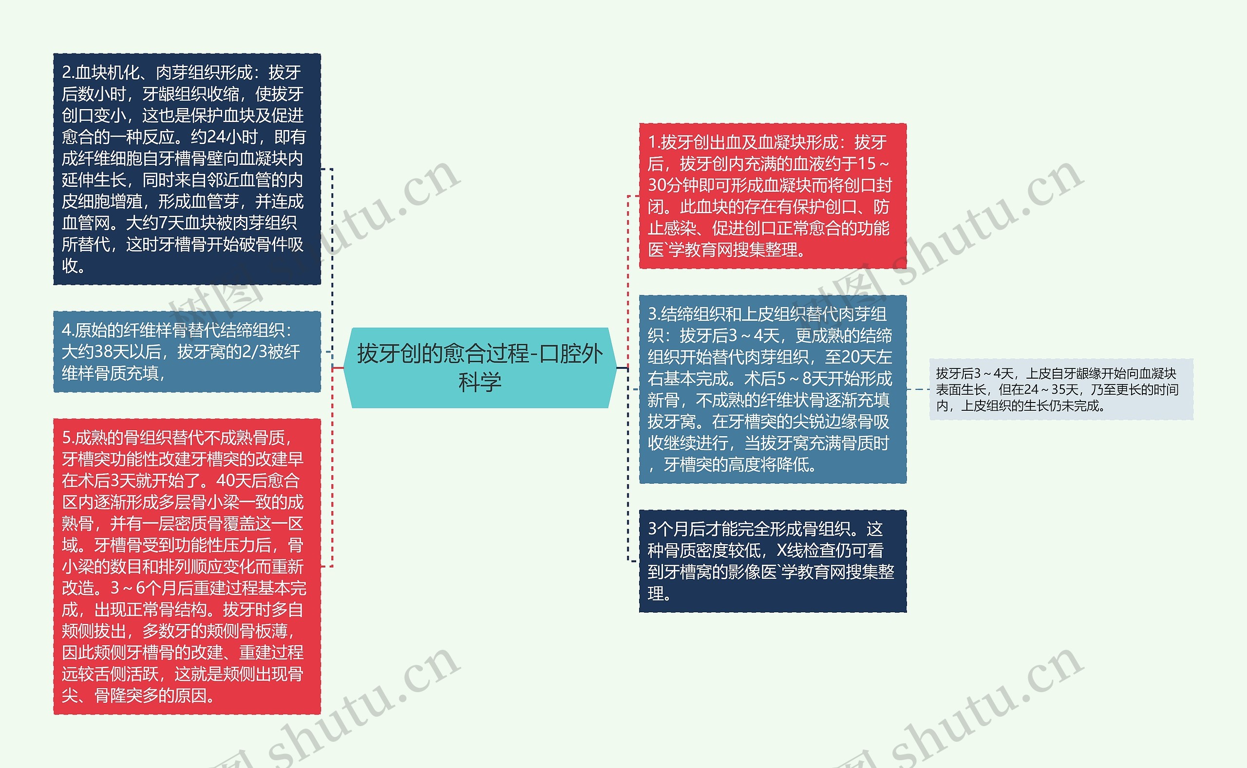 拔牙创的愈合过程-口腔外科学思维导图