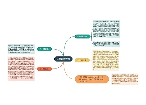 成釉器的发育