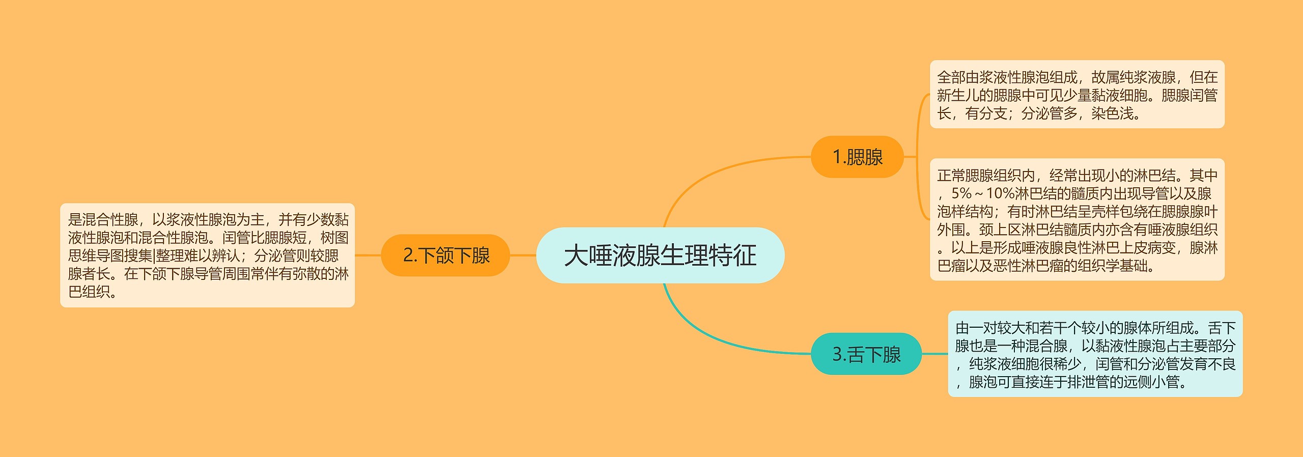 大唾液腺生理特征思维导图