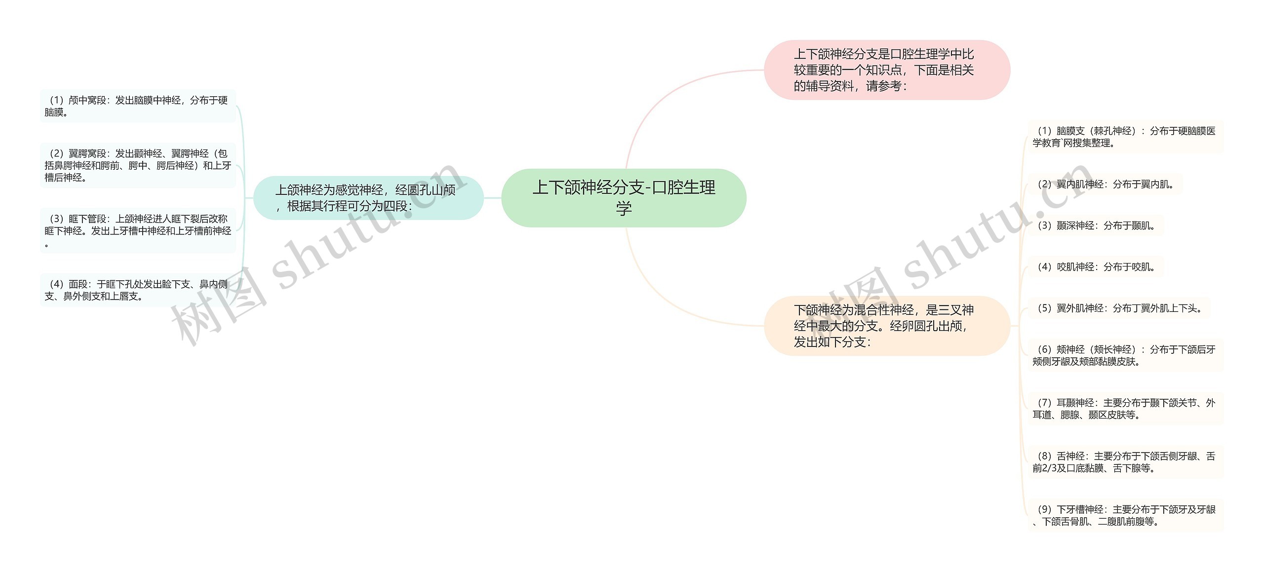 上下颌神经分支-口腔生理学思维导图