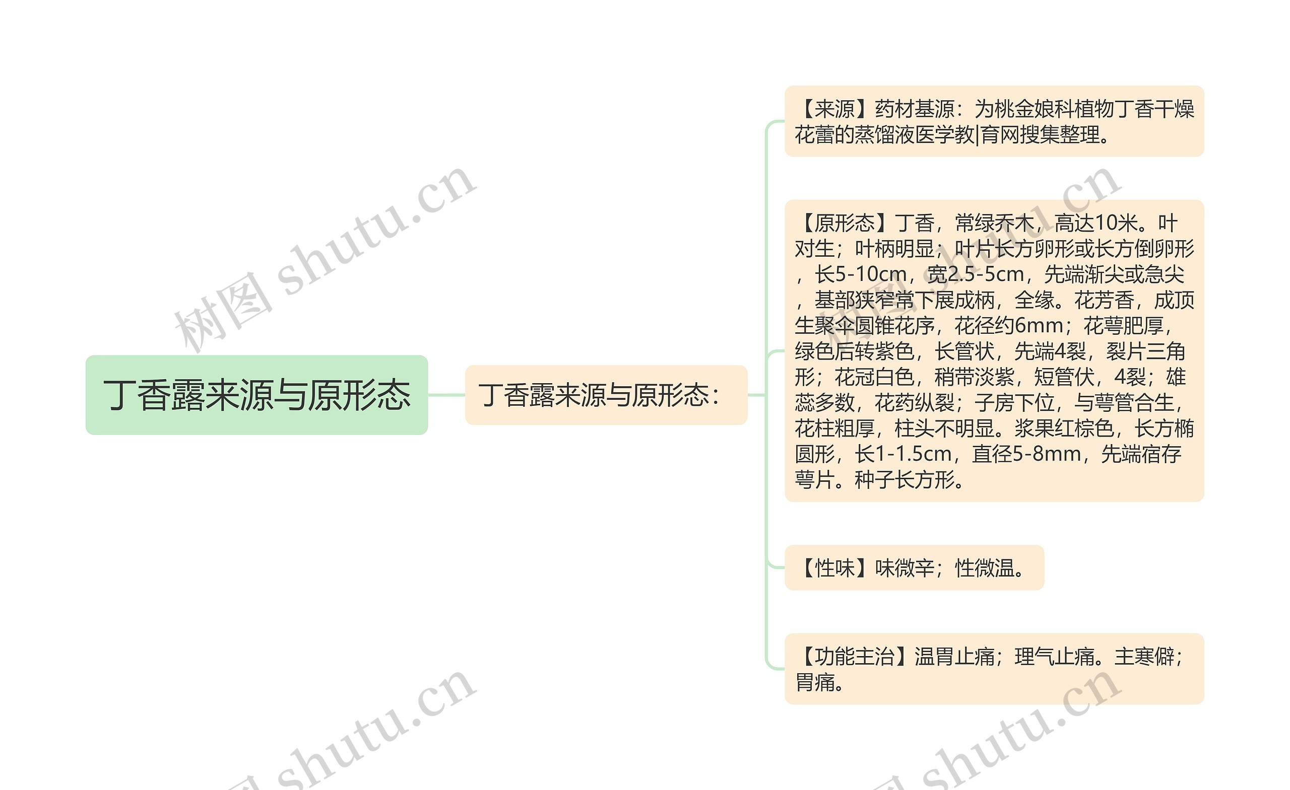 丁香露来源与原形态 丁香露来源与原形态