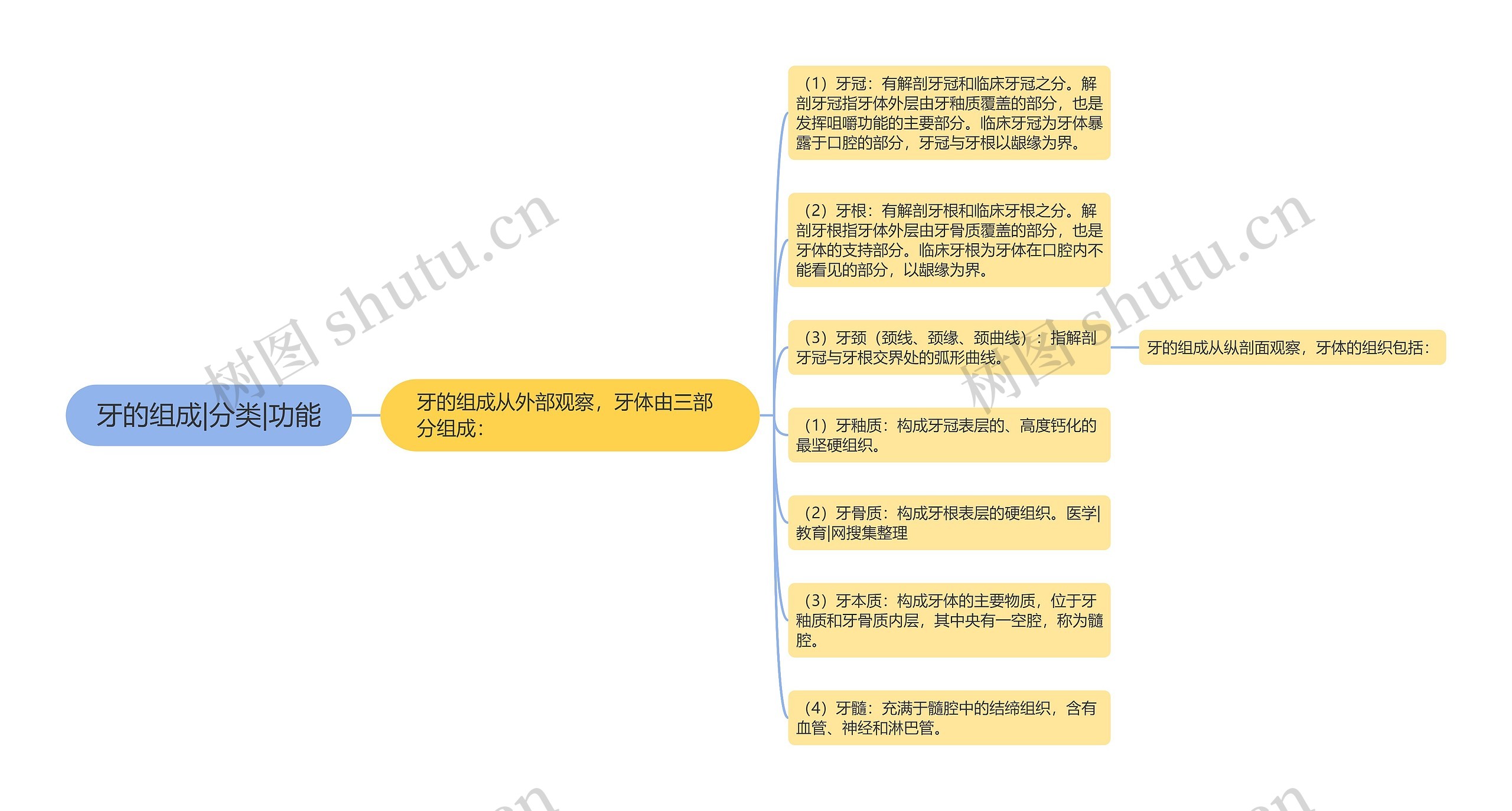 牙的组成|分类|功能 牙的组成|分类|功能