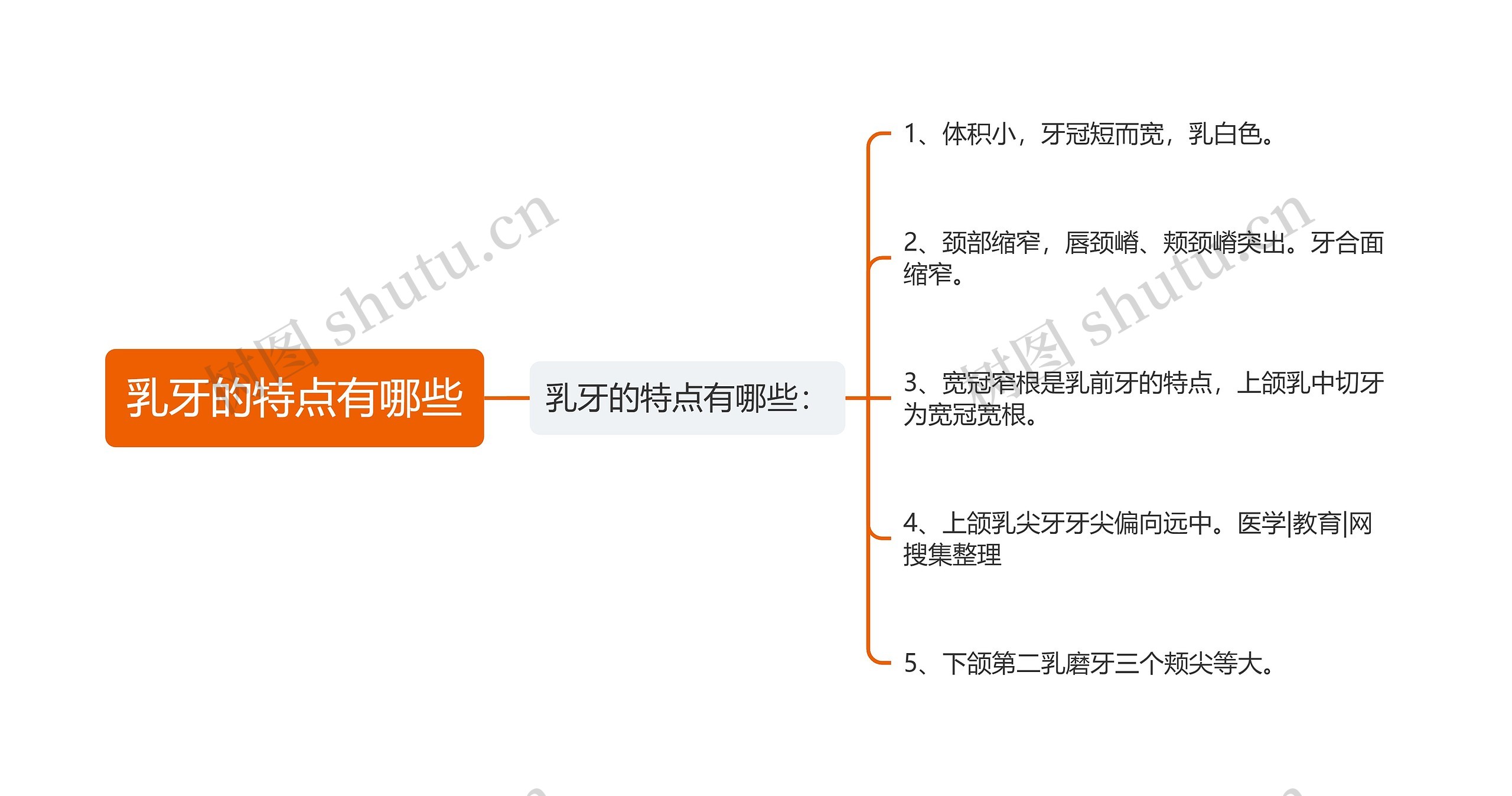 乳牙的特点有哪些思维导图