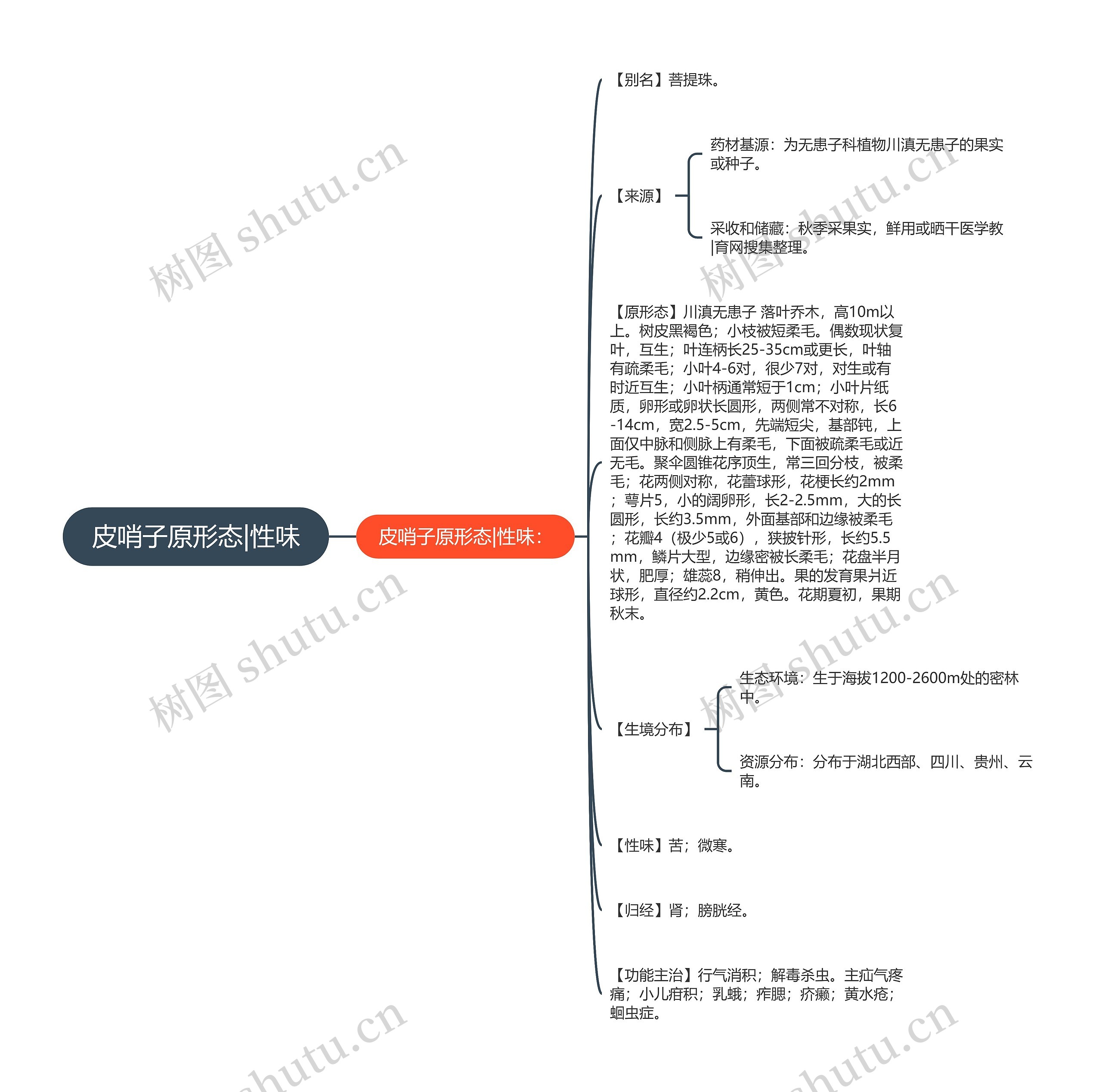 皮哨子原形态|性味思维导图
