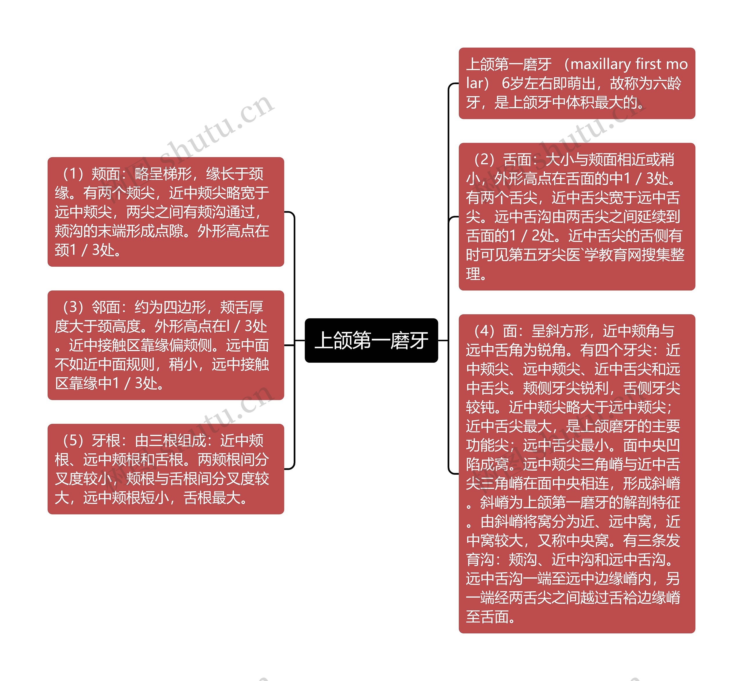 上颌第一磨牙思维导图