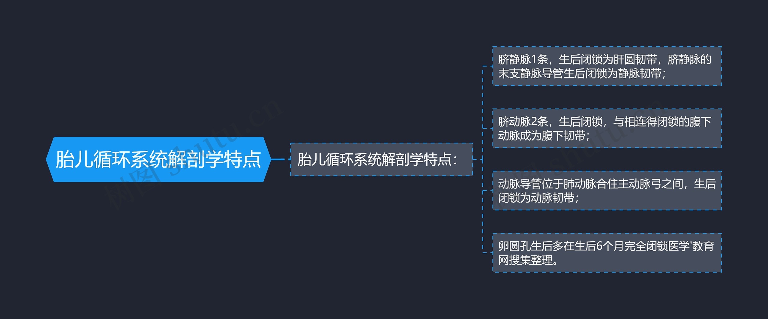 胎儿循环系统解剖学特点