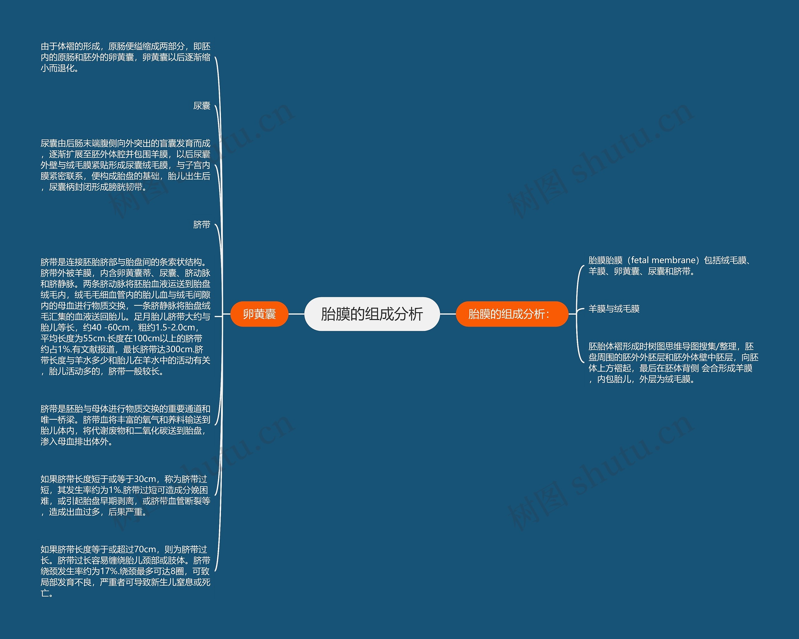 胎膜的组成分析思维导图