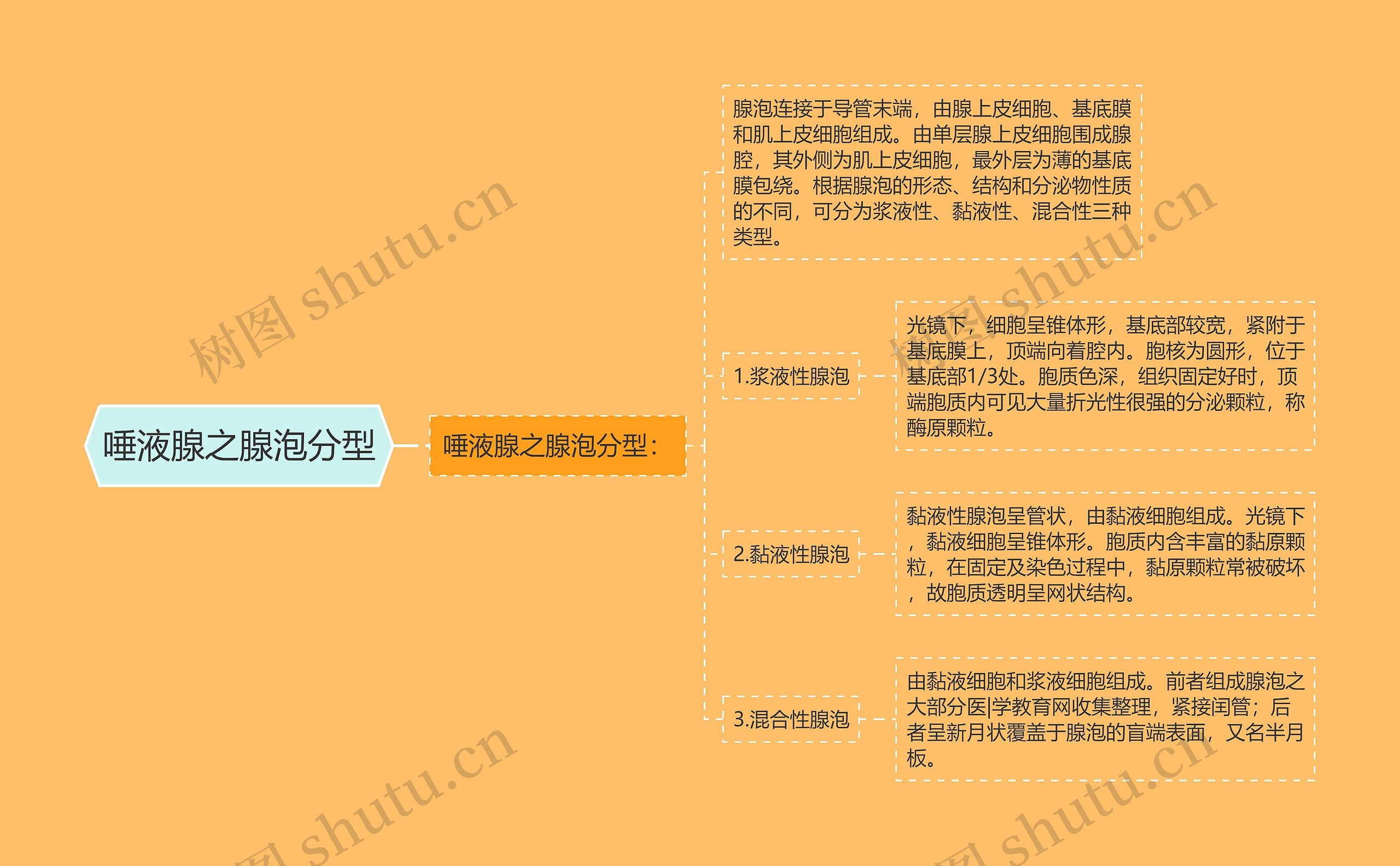 唾液腺之腺泡分型思维导图