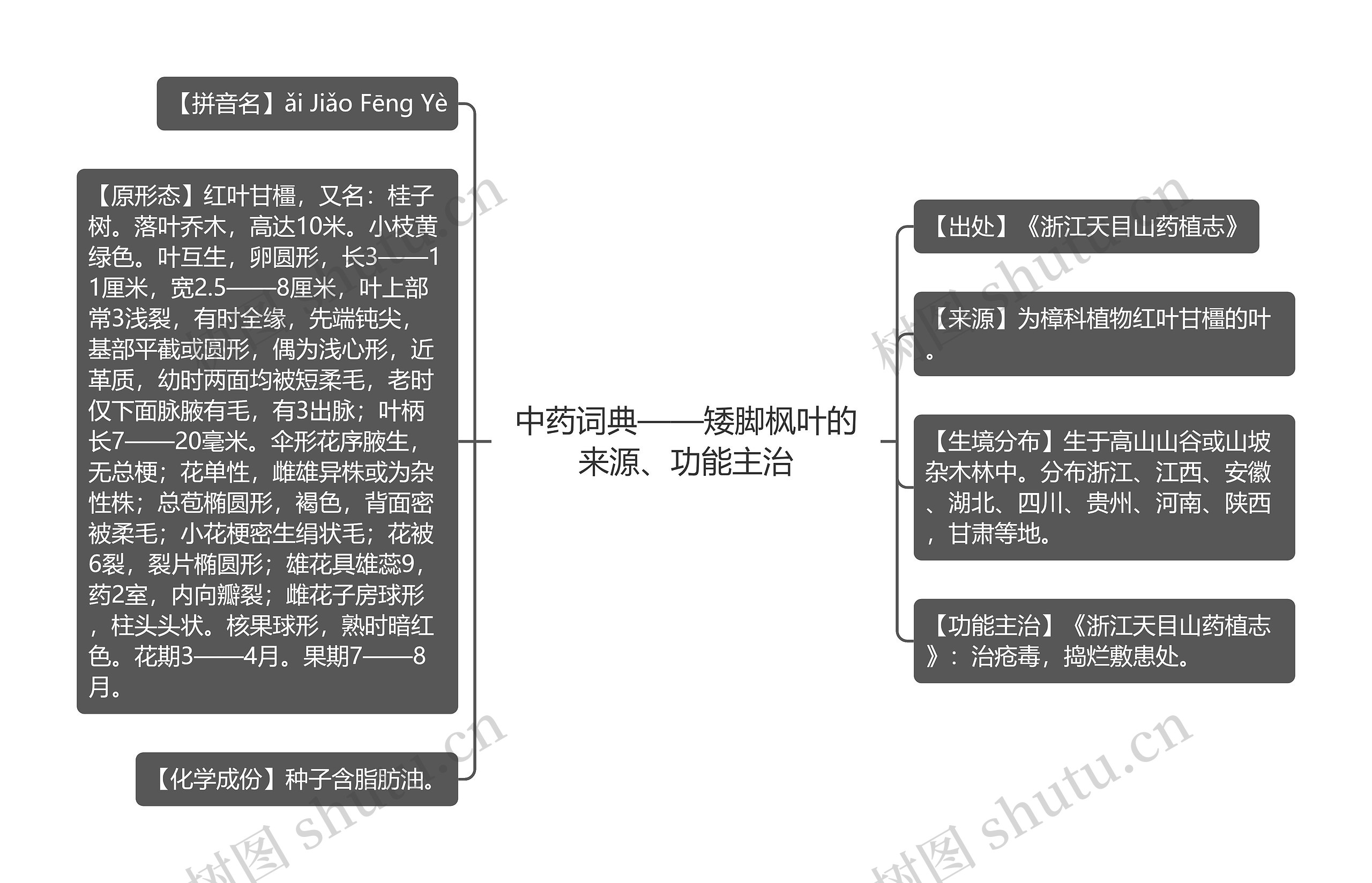 中药词典——矮脚枫叶的来源、功能主治思维导图