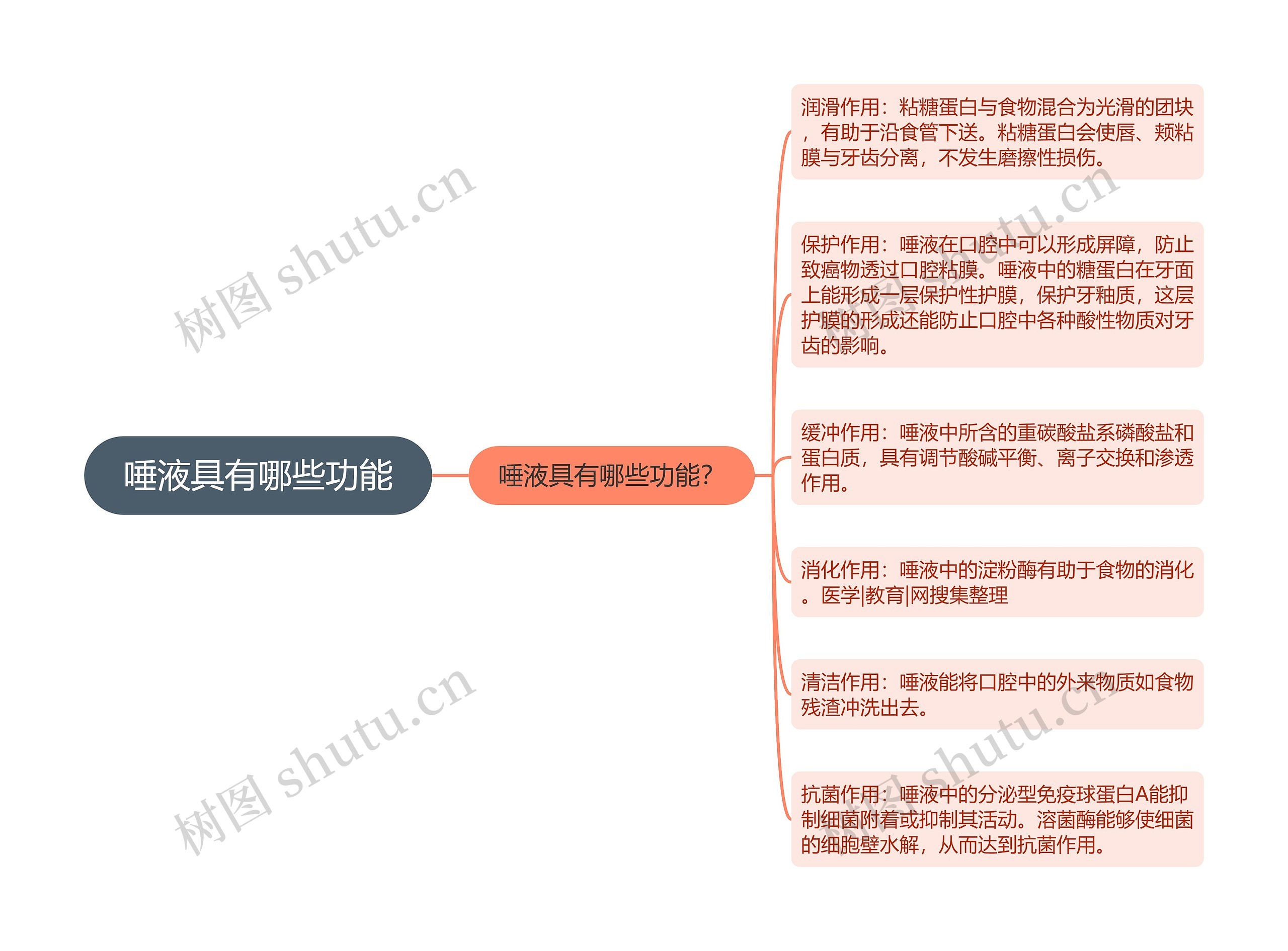 唾液具有哪些功能思维导图