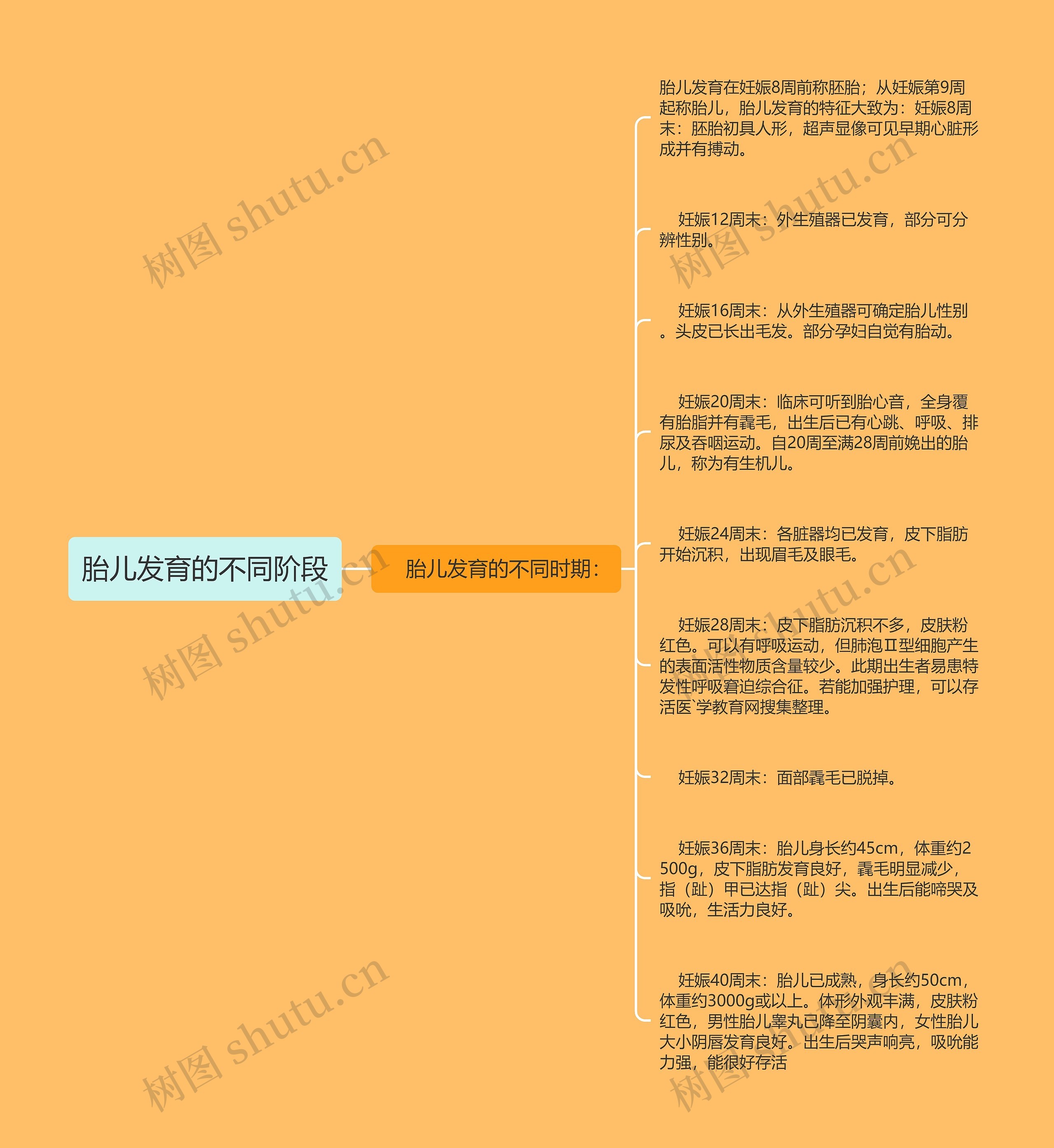 胎儿发育的不同阶段