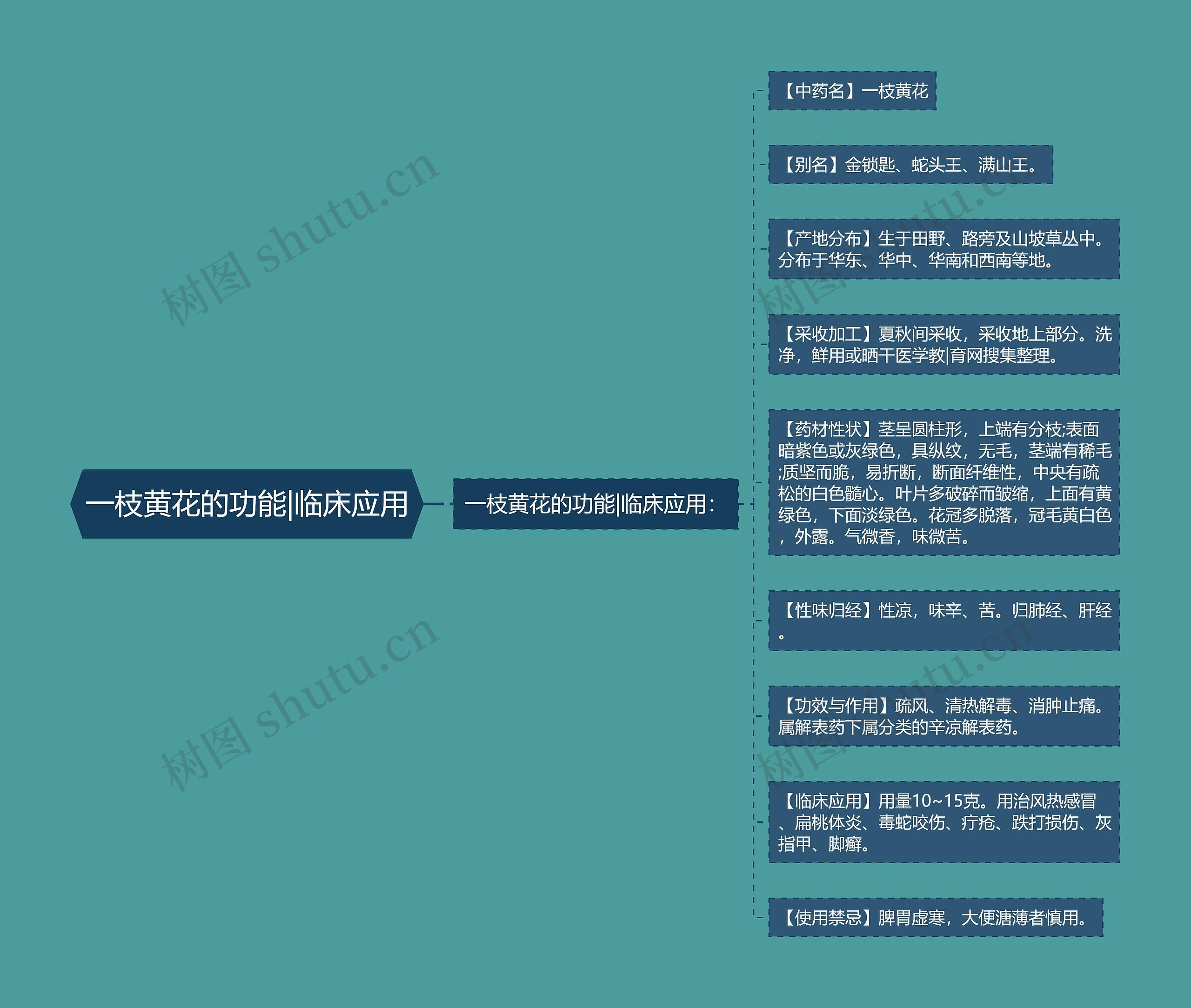 一枝黄花的功能|临床应用思维导图