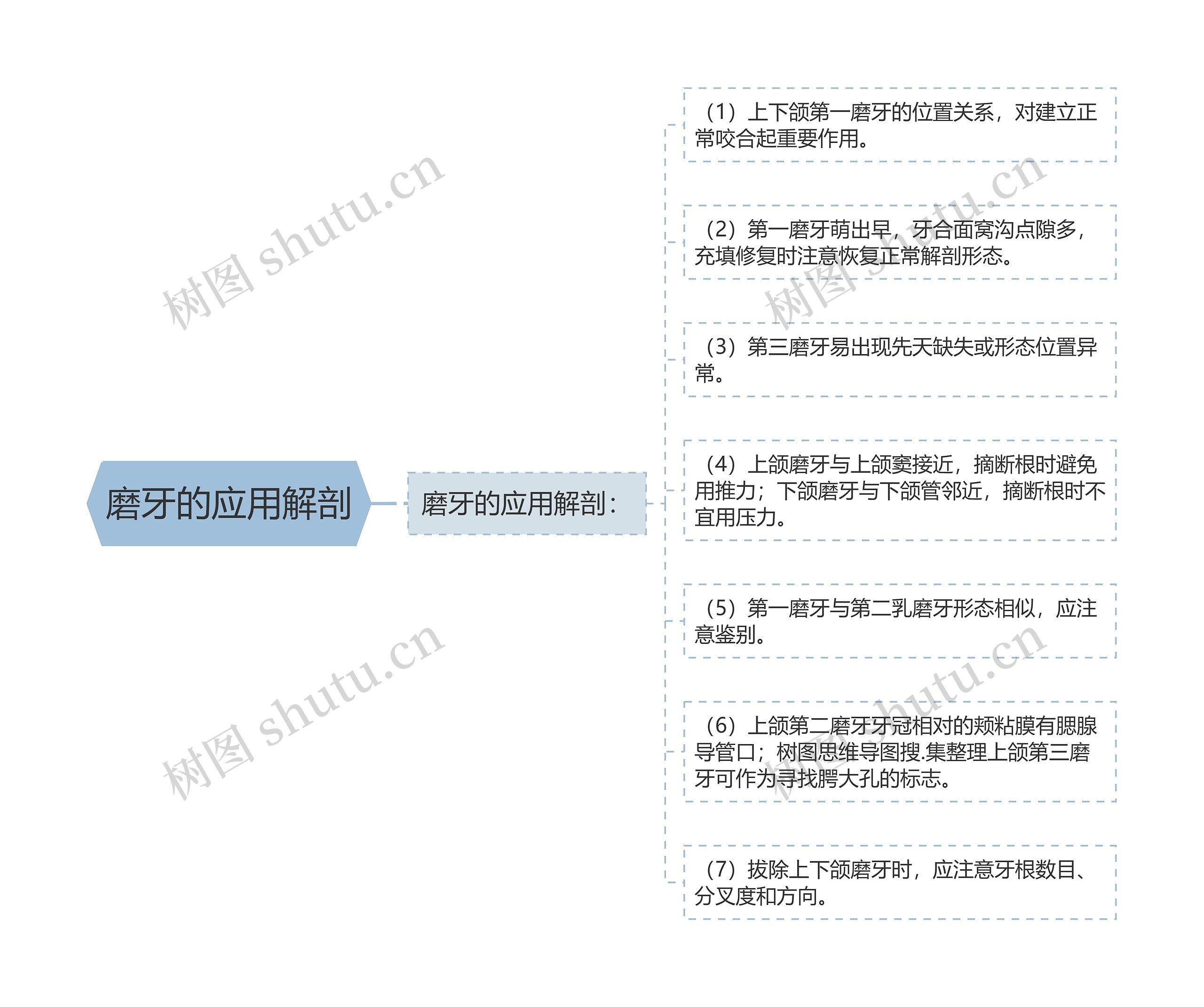 磨牙的应用解剖