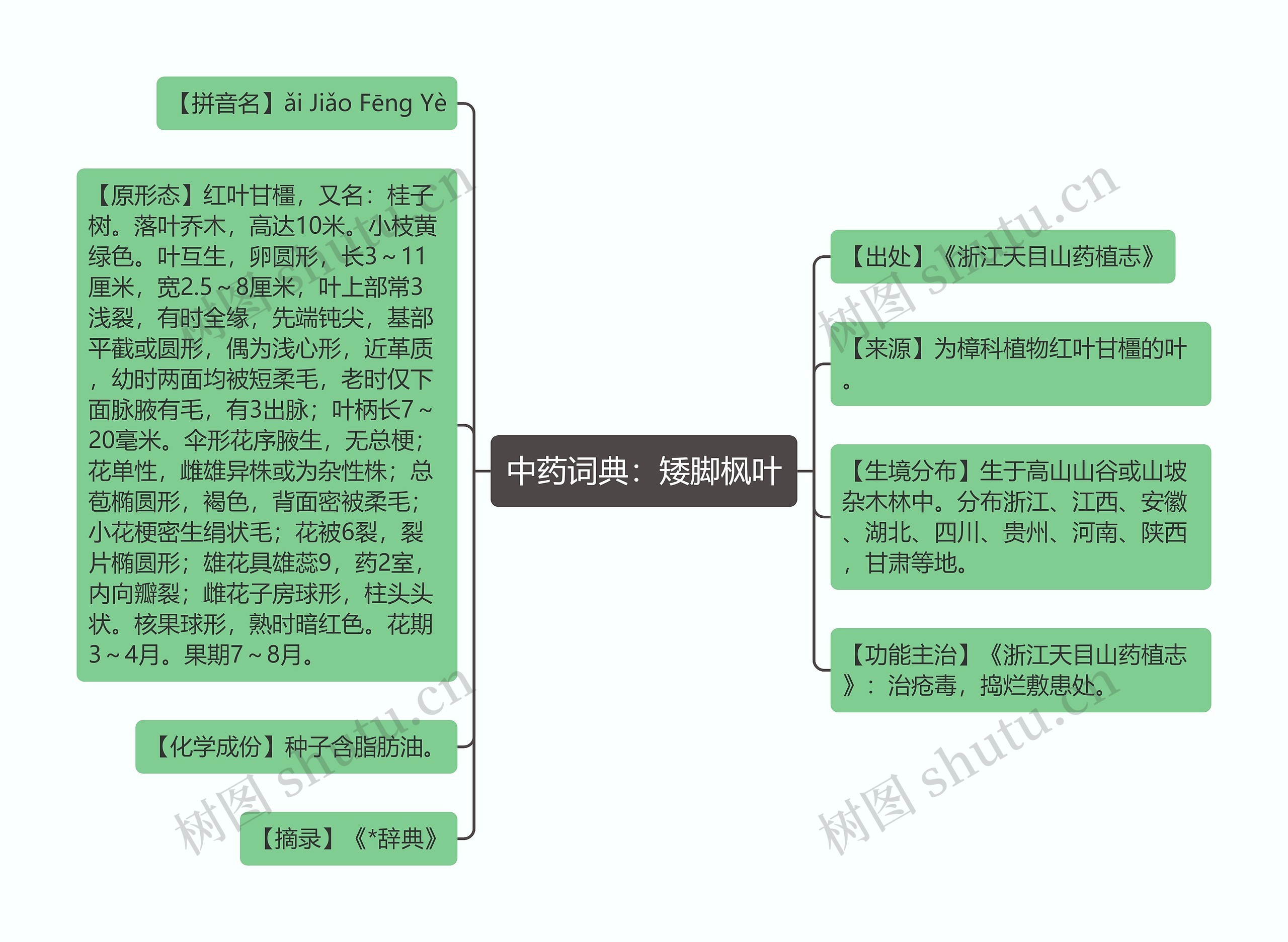 中药词典：矮脚枫叶
