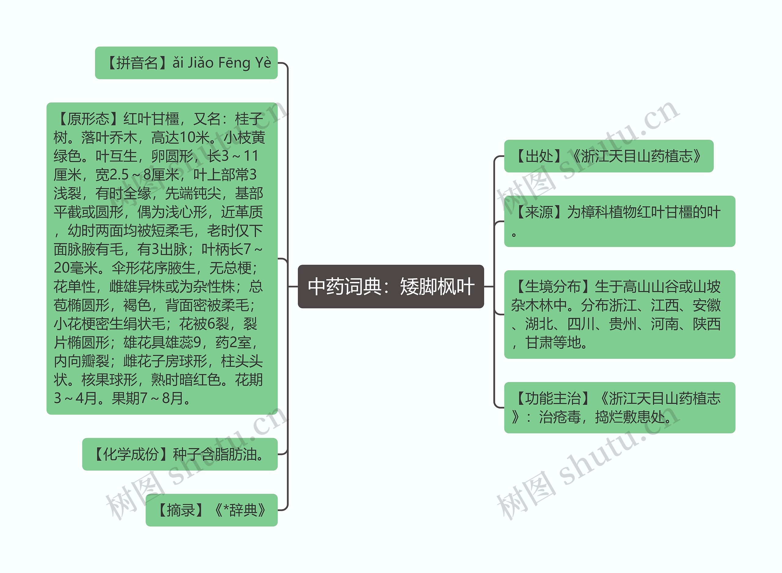 中药词典：矮脚枫叶思维导图