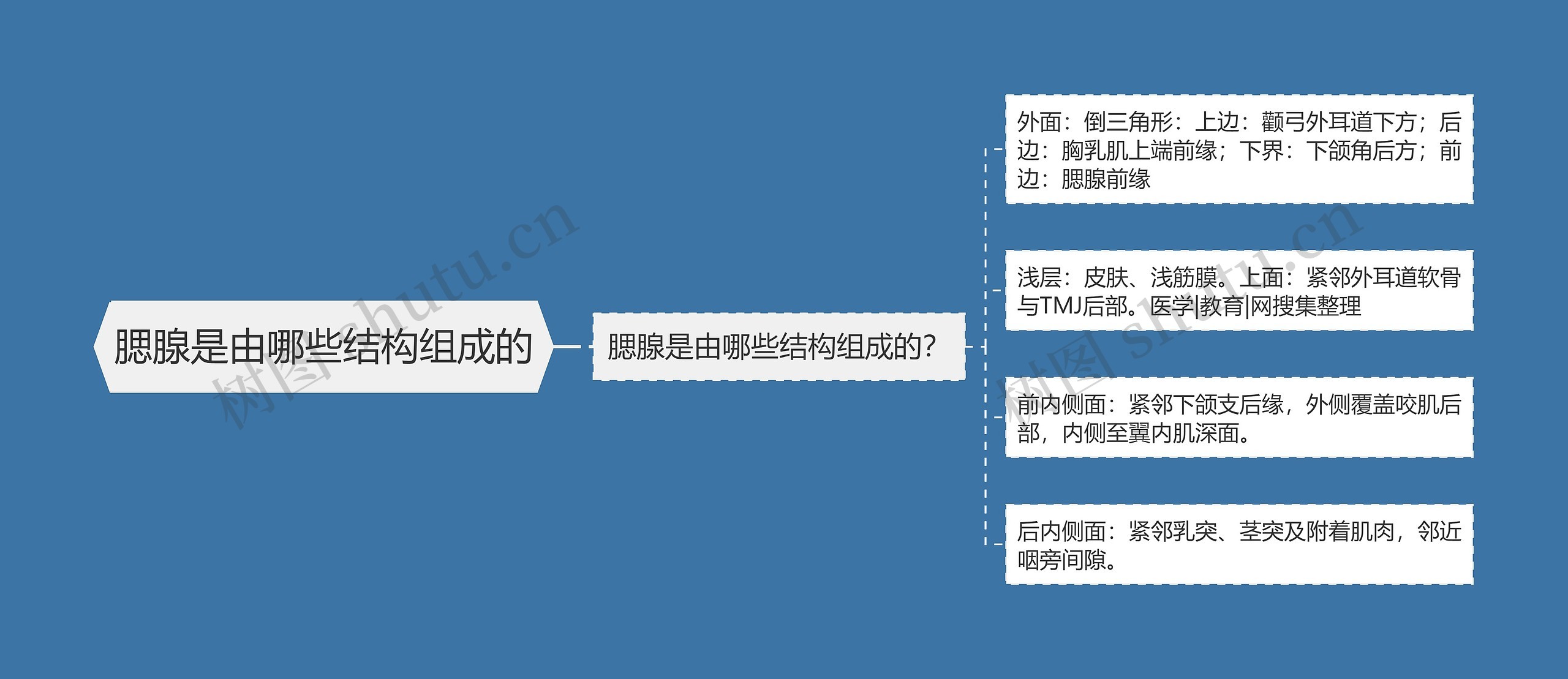 腮腺是由哪些结构组成的思维导图