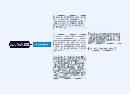 胎儿期的发展期