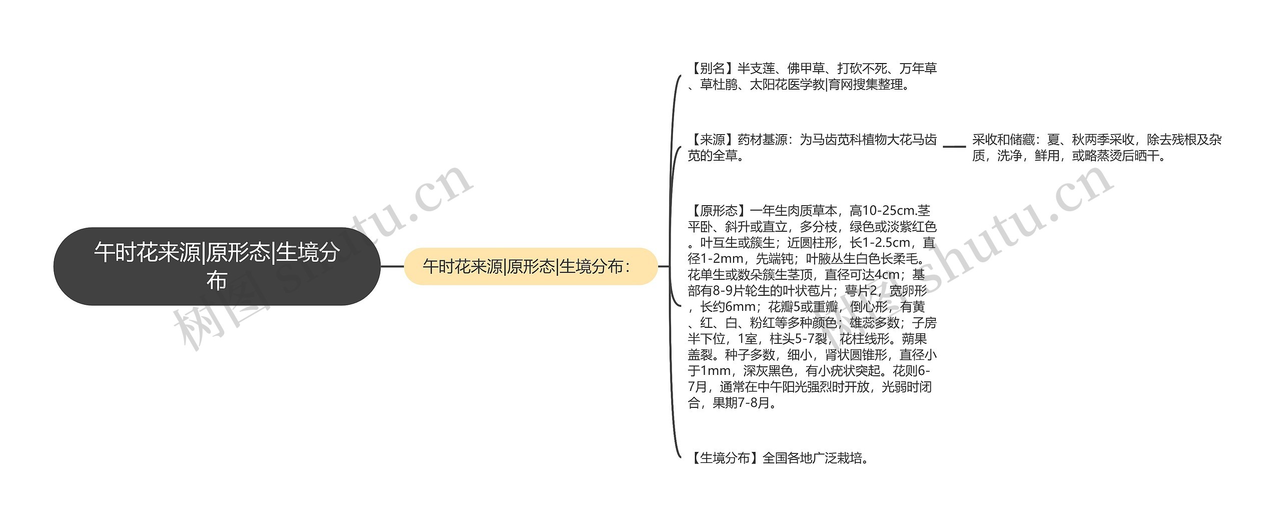 午时花来源|原形态|生境分布思维导图