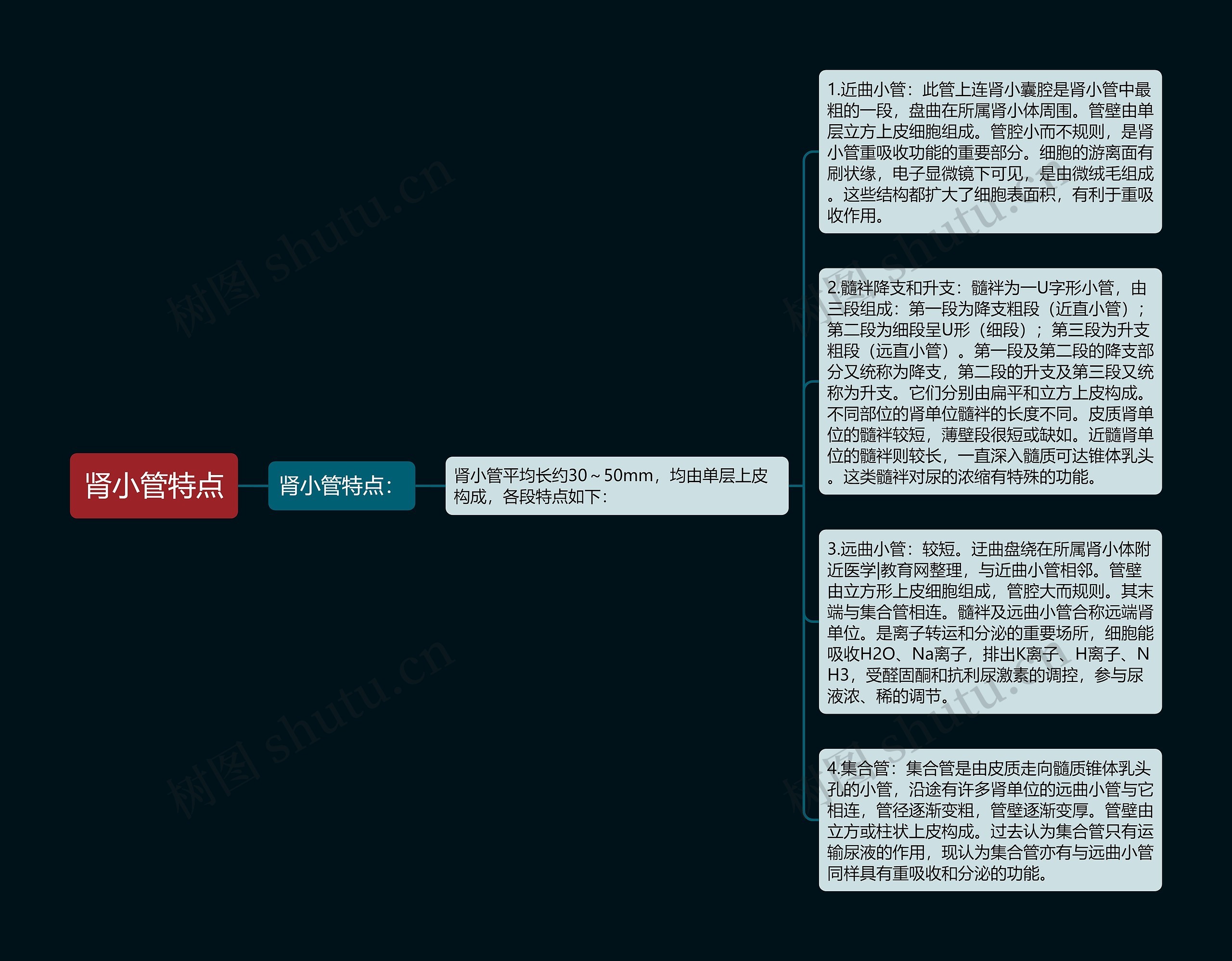 肾小管特点思维导图