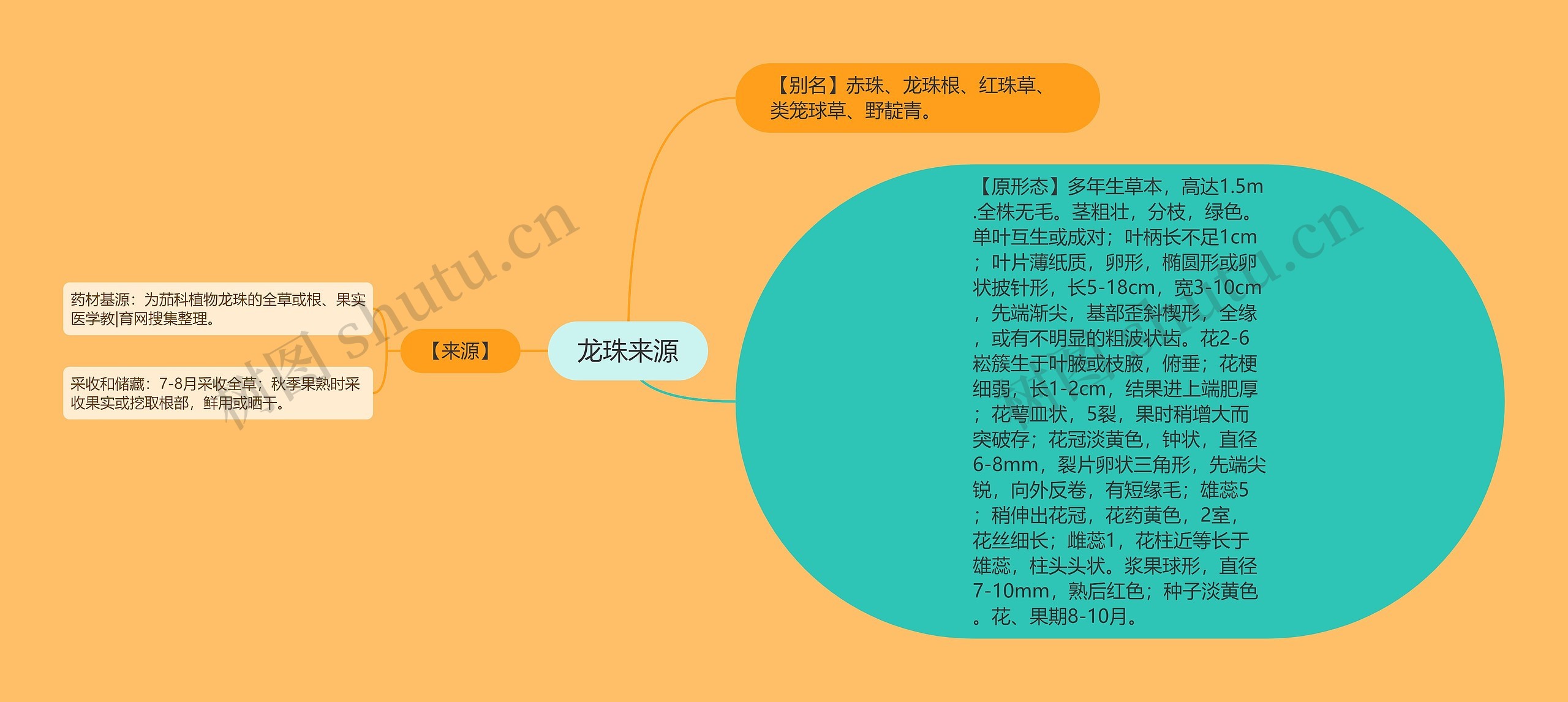 龙珠来源思维导图