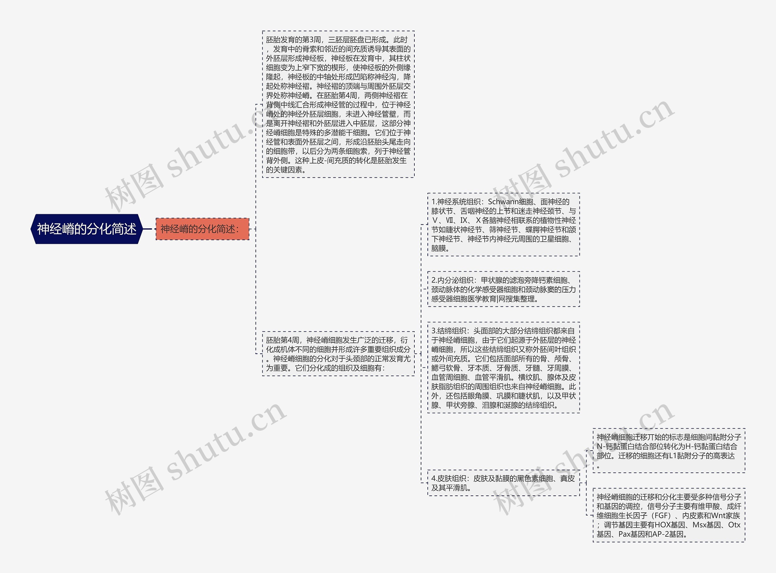 神经嵴的分化简述思维导图