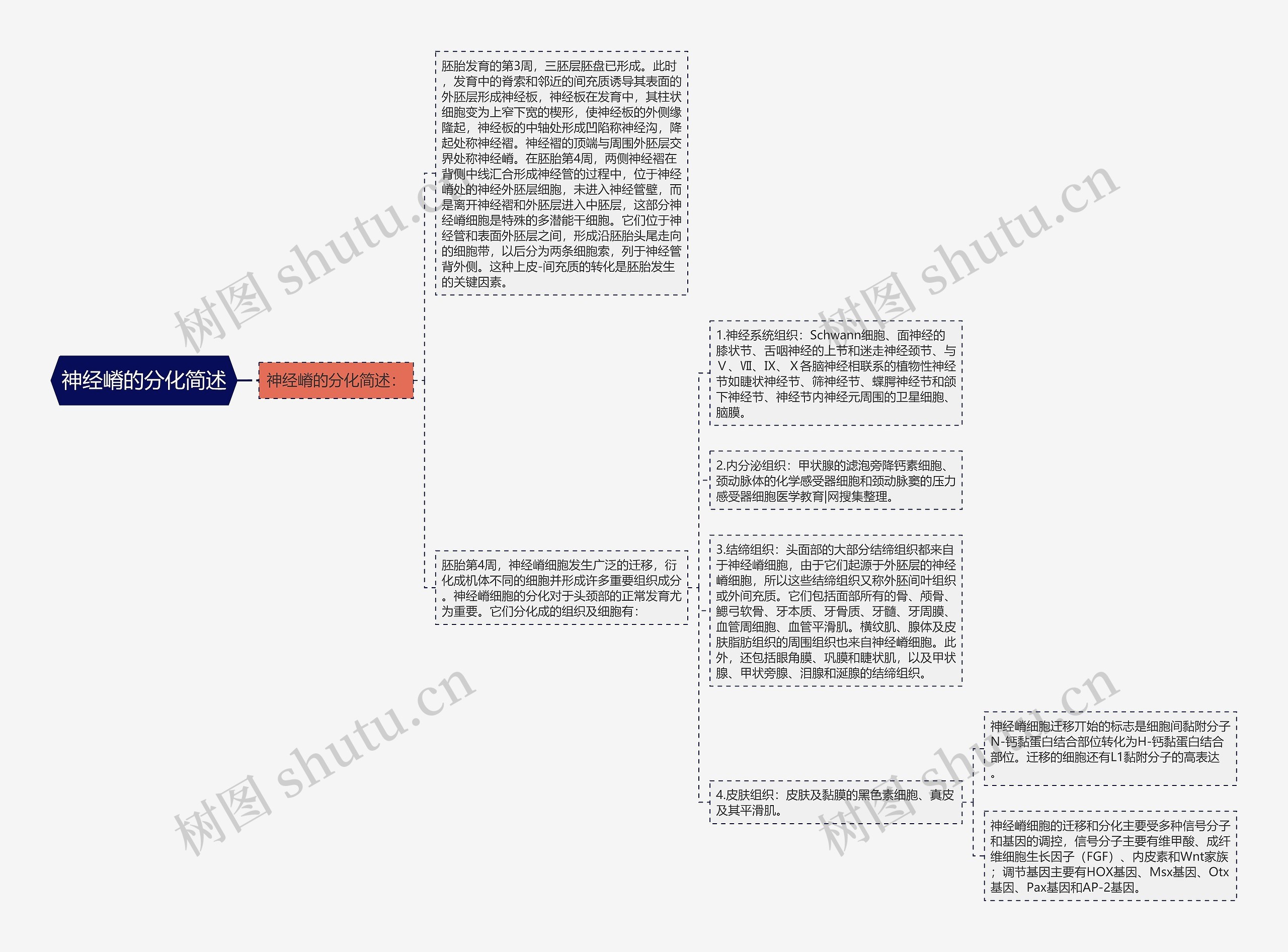神经嵴的分化简述 神经嵴的分化简述