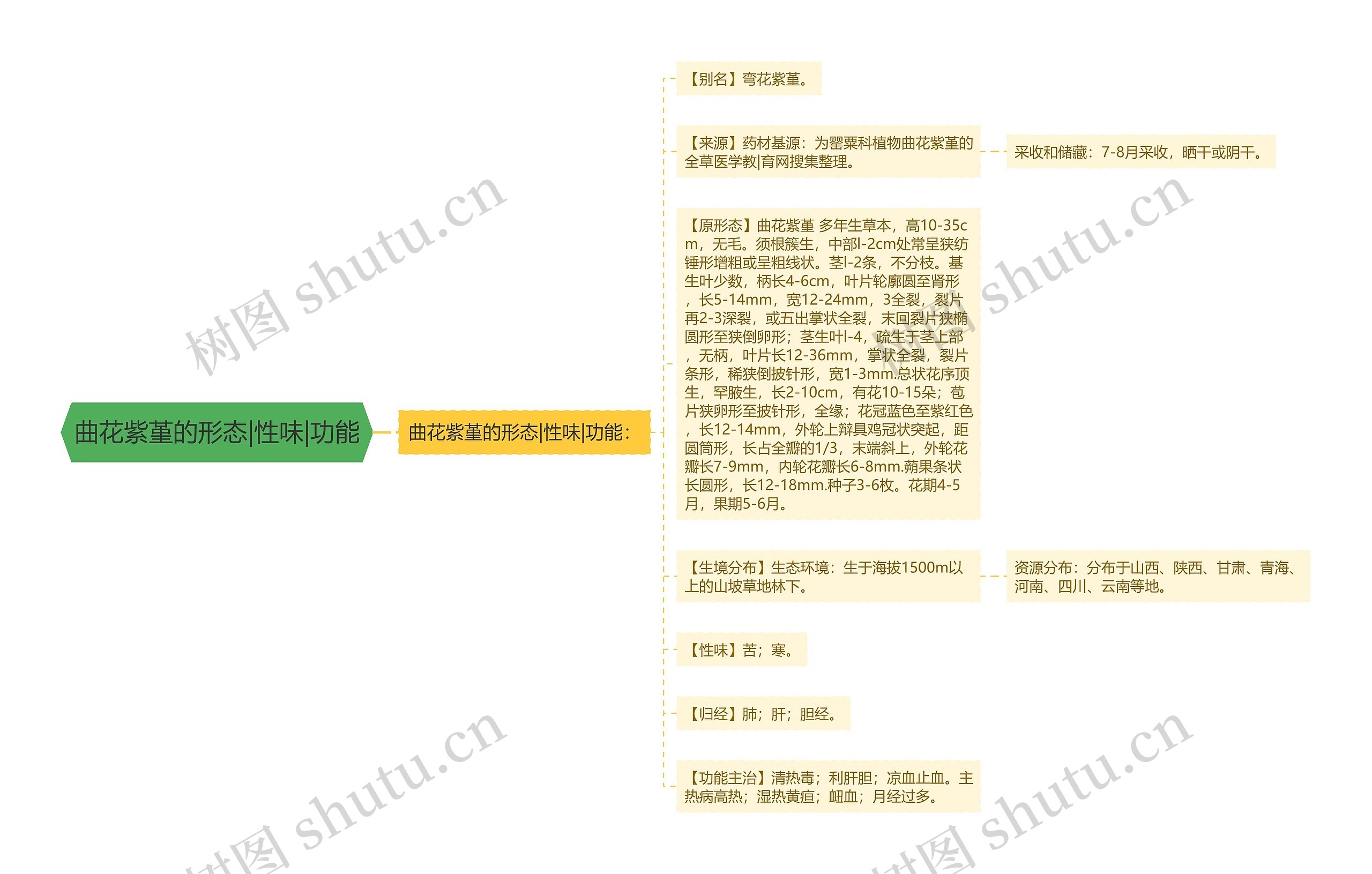 曲花紫堇的形态|性味|功能思维导图