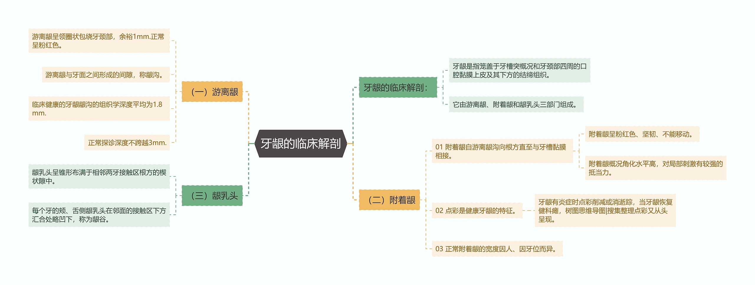 牙龈的临床解剖思维导图