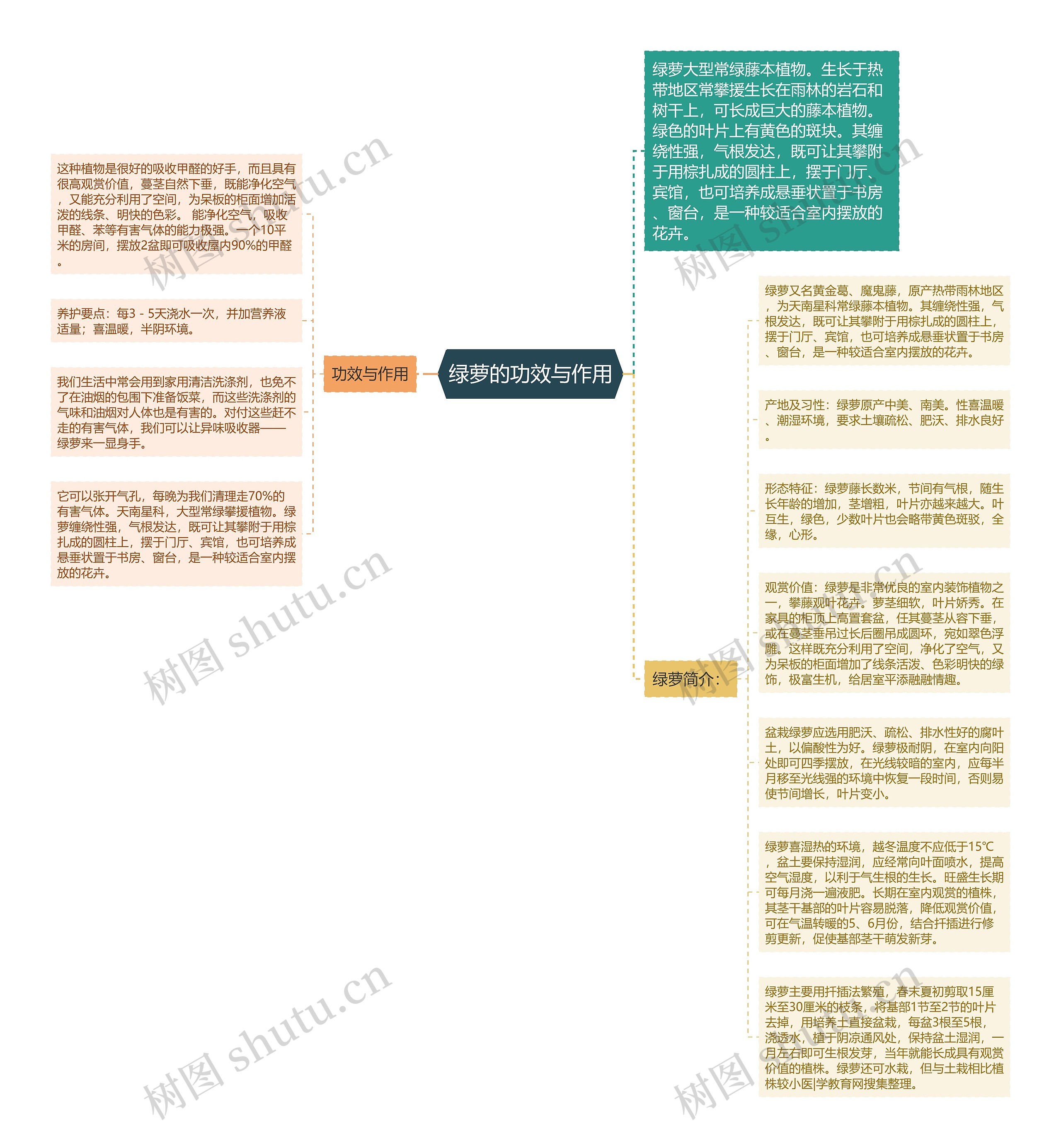 绿萝的功效与作用思维导图