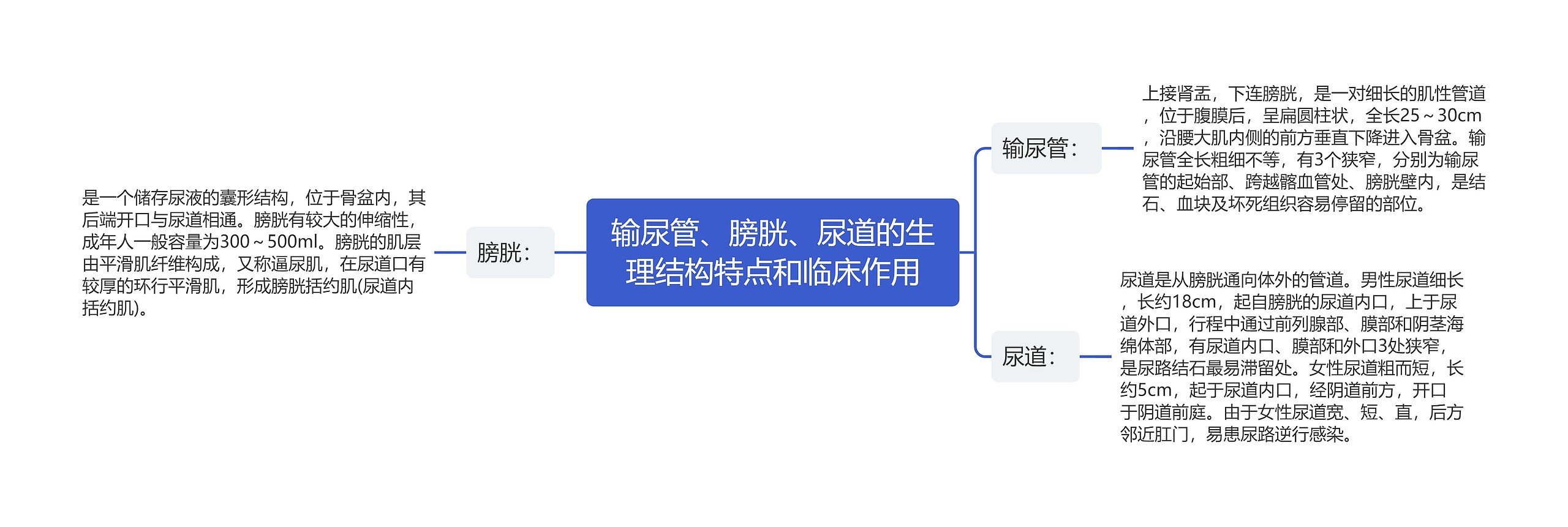 输尿管、膀胱、尿道的生理结构特点和临床作用思维导图