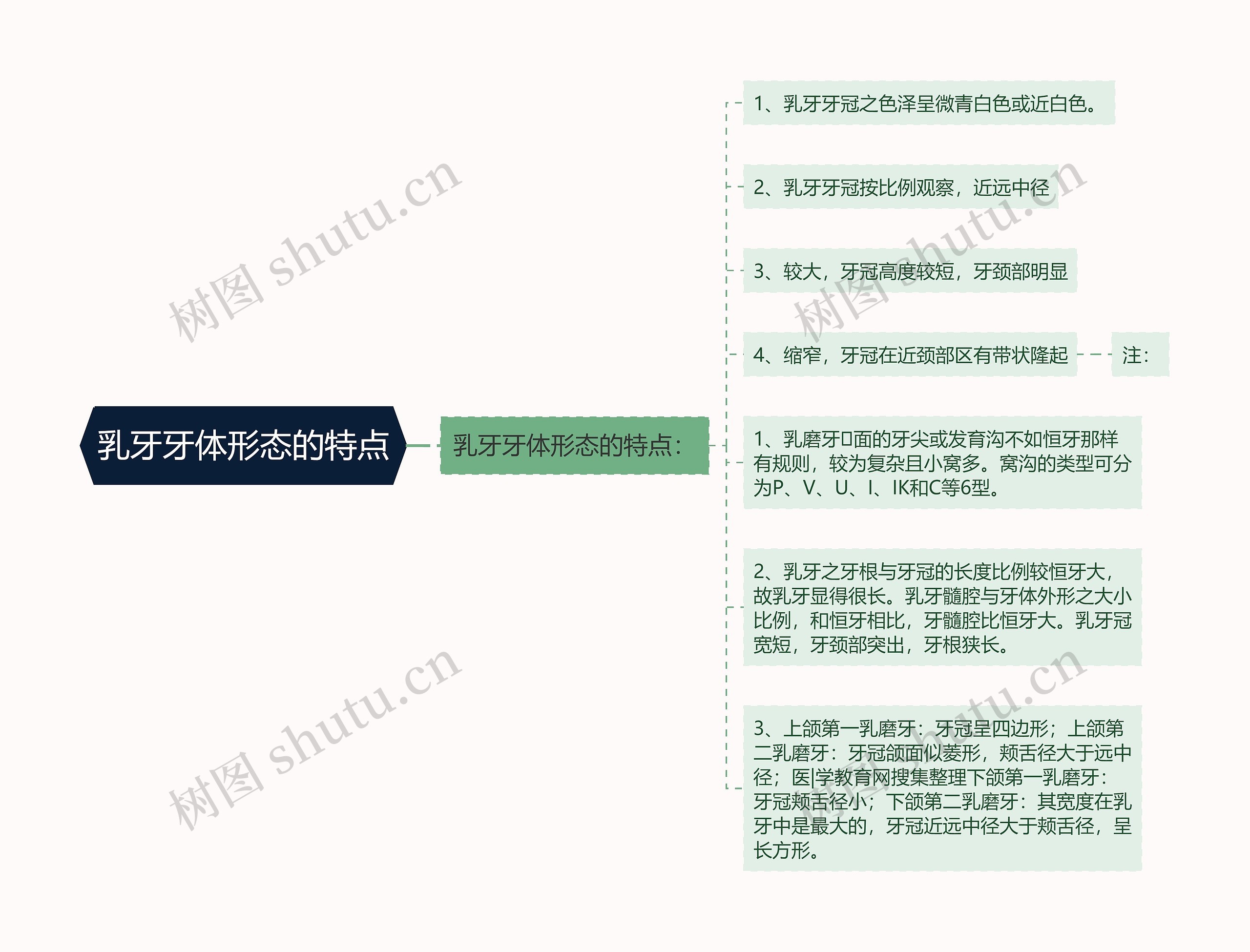 乳牙牙体形态的特点