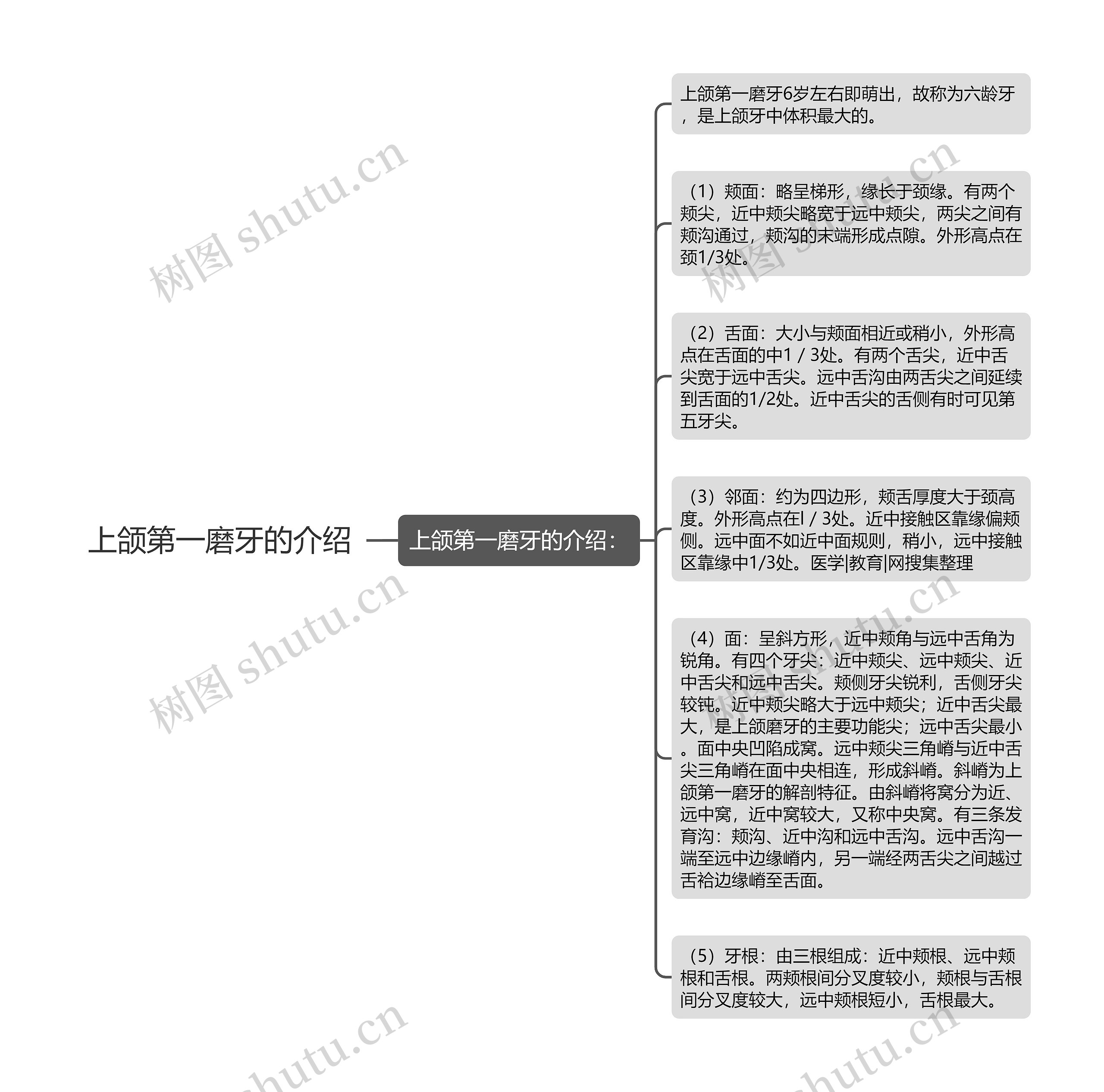 上颌第一磨牙的介绍