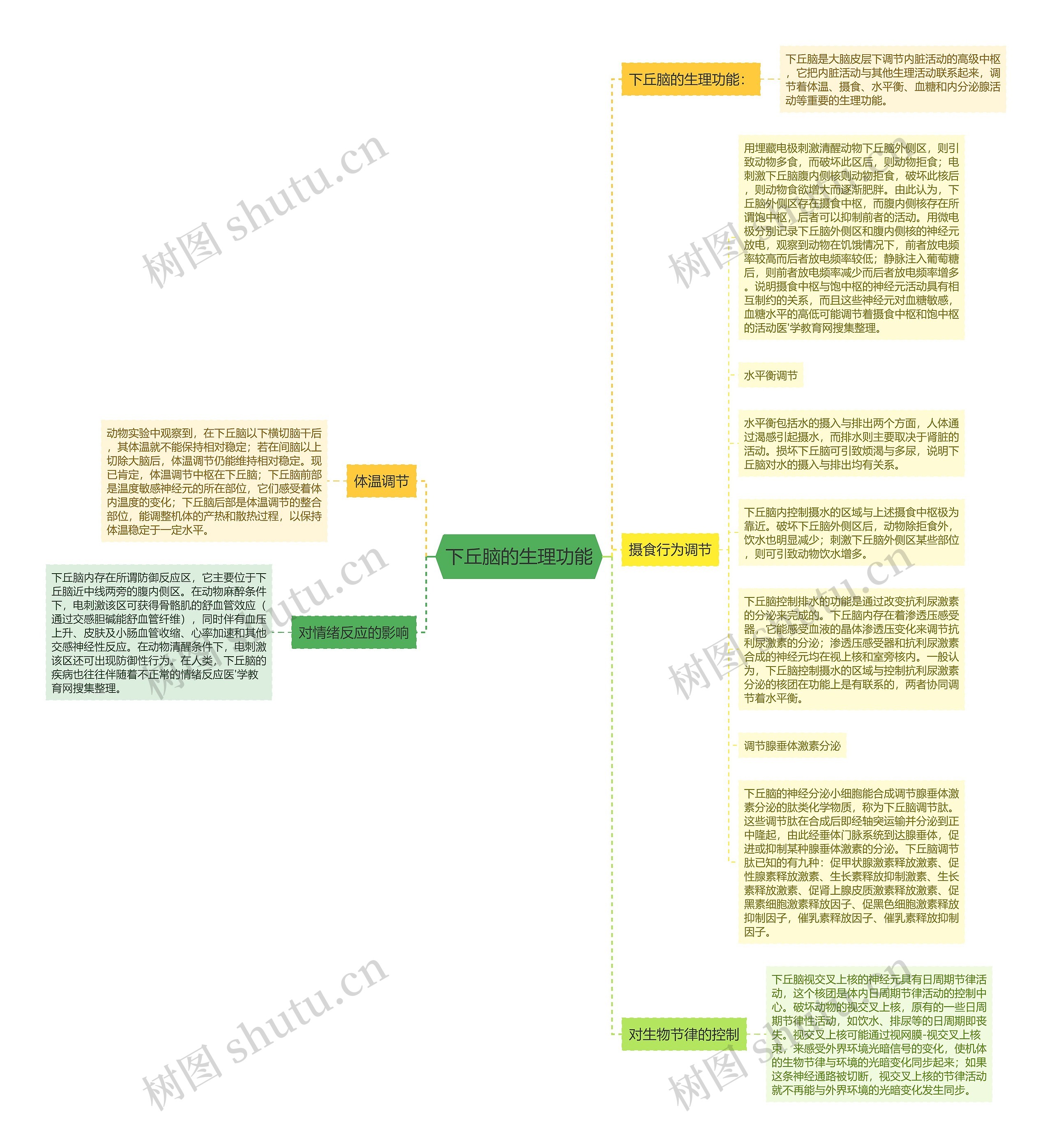 下丘脑的生理功能思维导图