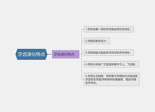 牙齿演化特点