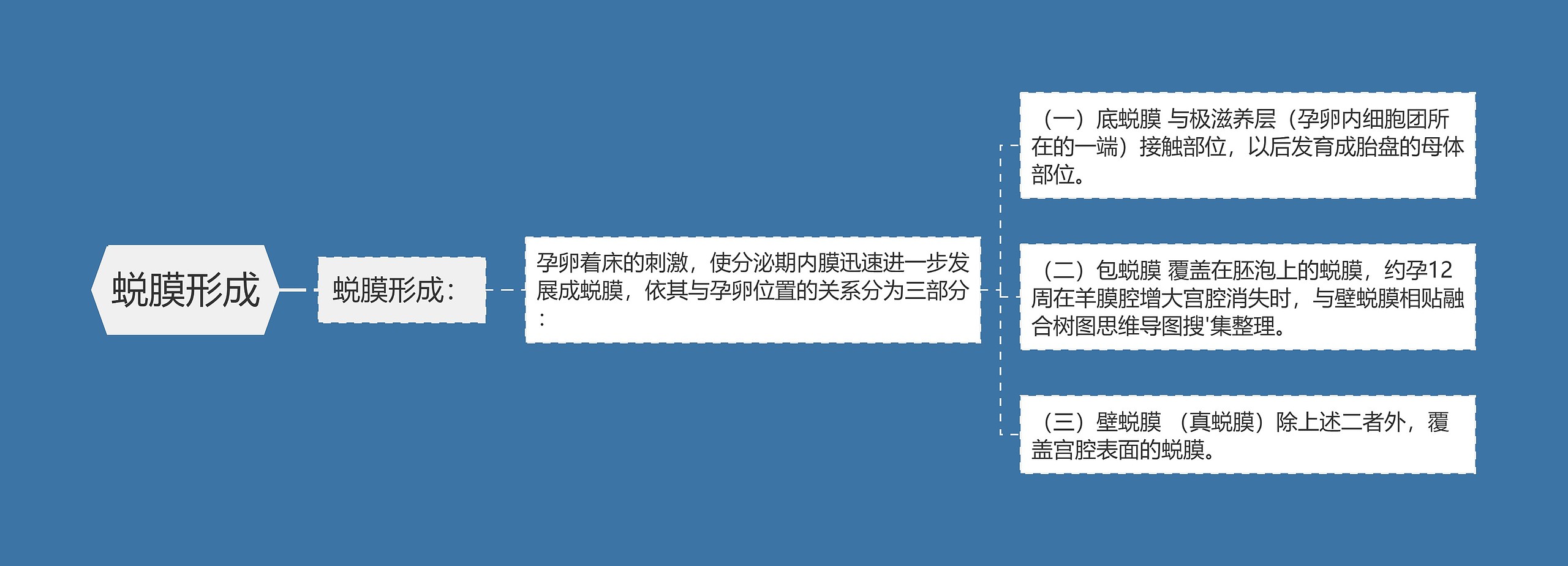 蜕膜形成思维导图