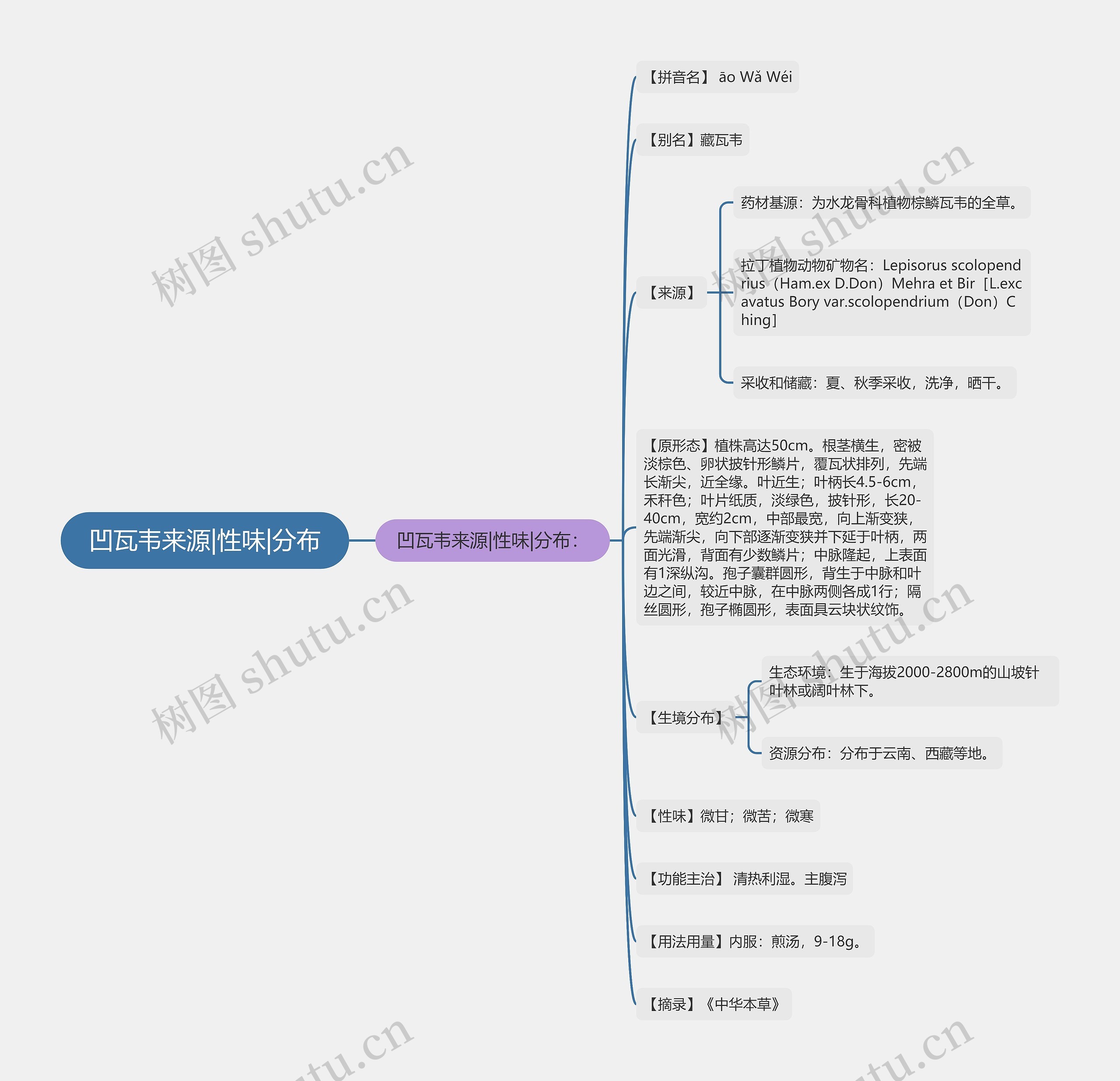 凹瓦韦来源|性味|分布思维导图
