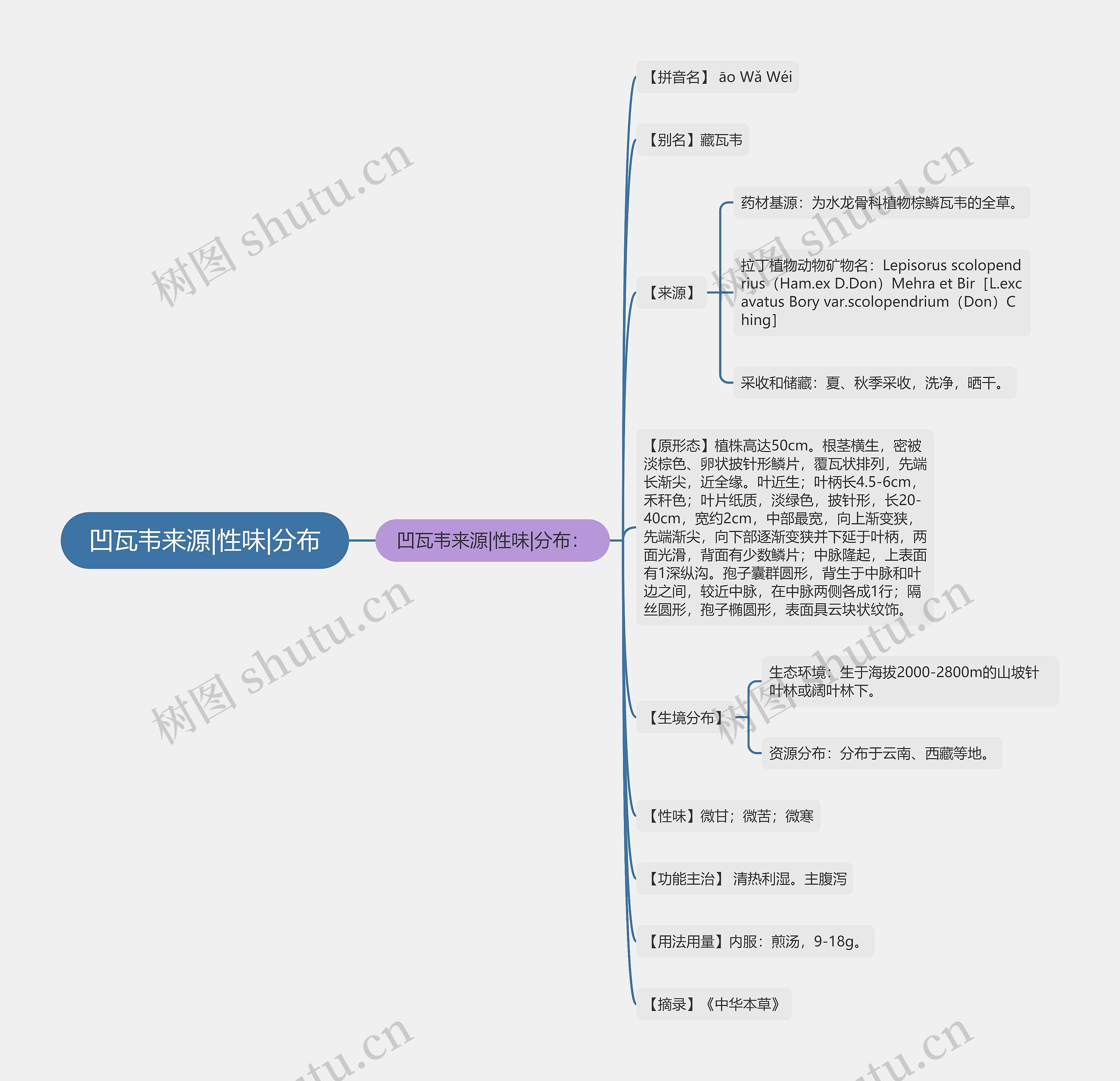 凹瓦韦来源|性味|分布 凹瓦韦来源|性味|分布