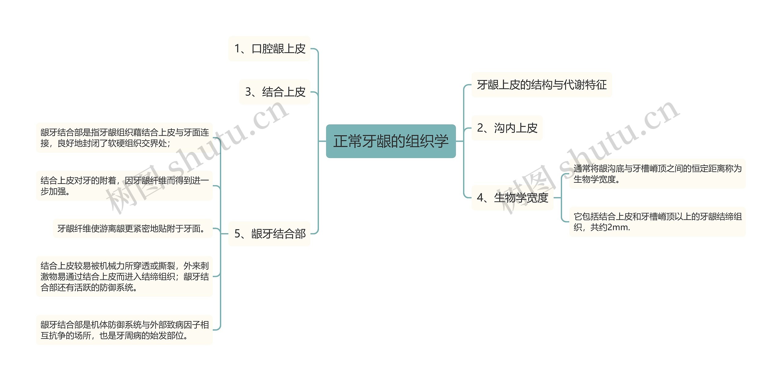 正常牙龈的组织学