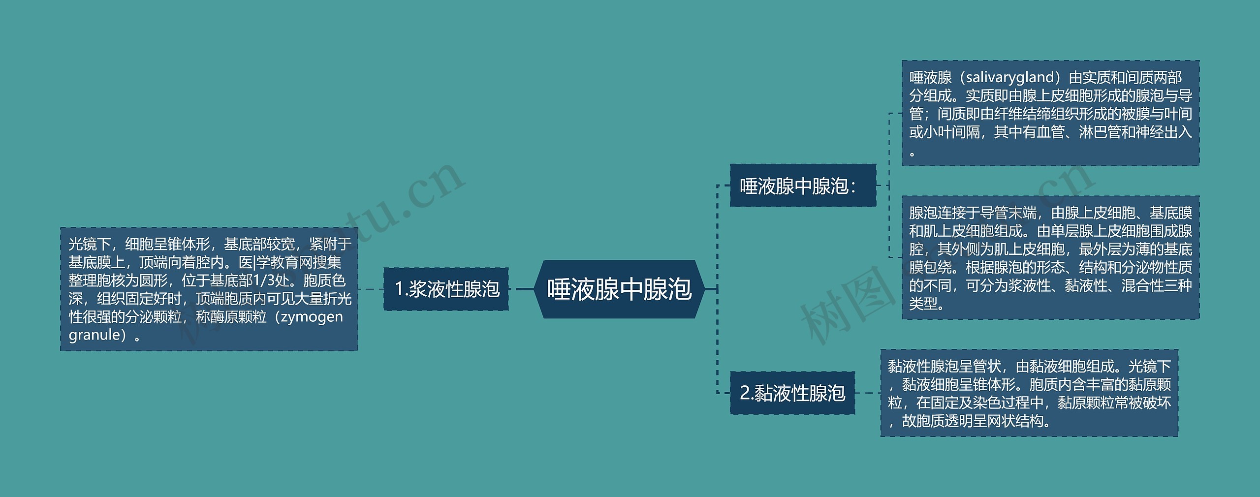 唾液腺中腺泡 唾液腺中腺泡