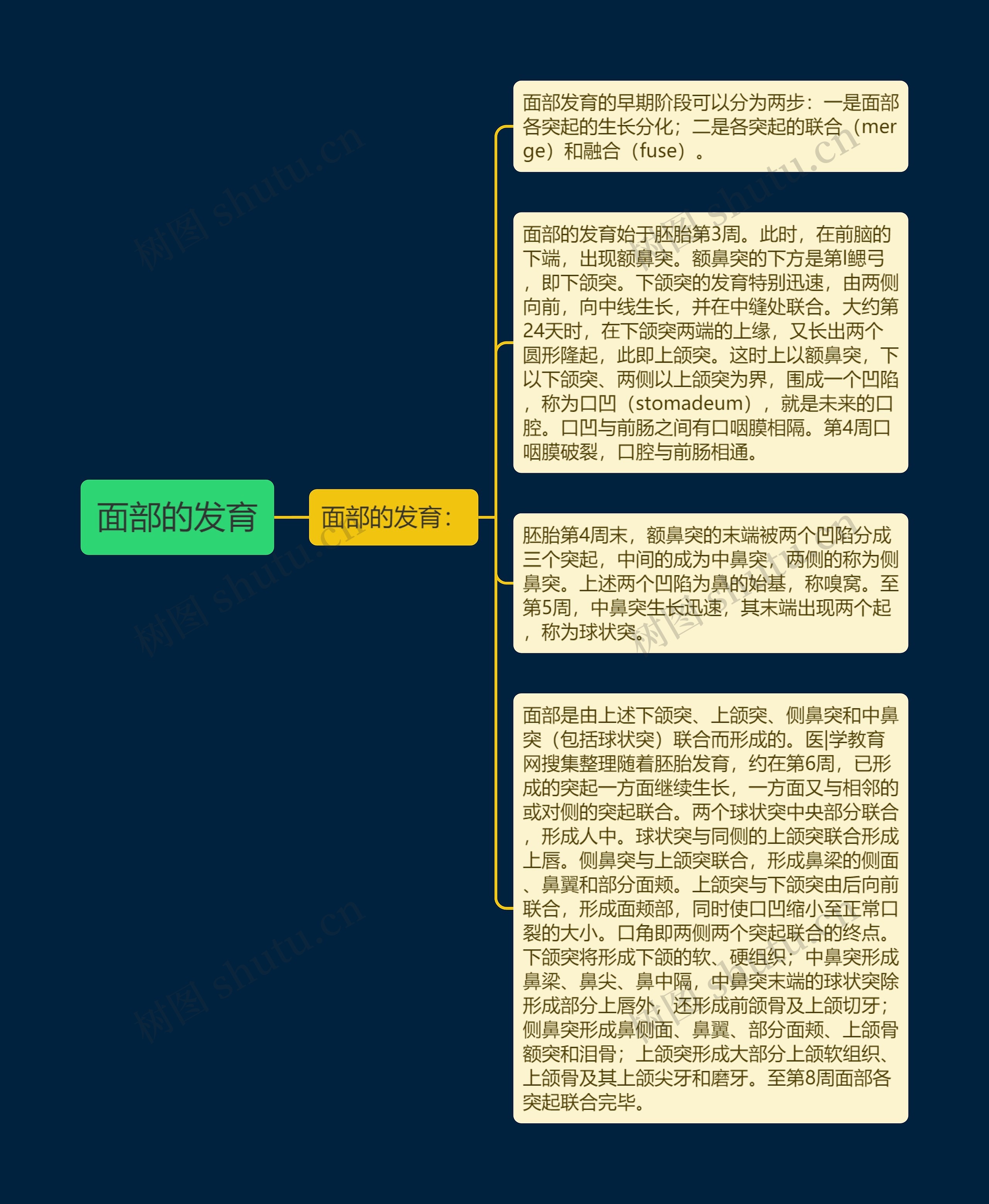 面部的发育思维导图