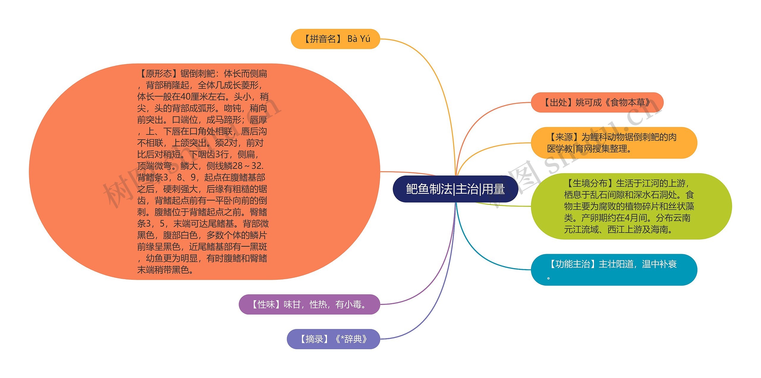 鲃鱼制法|主治|用量思维导图