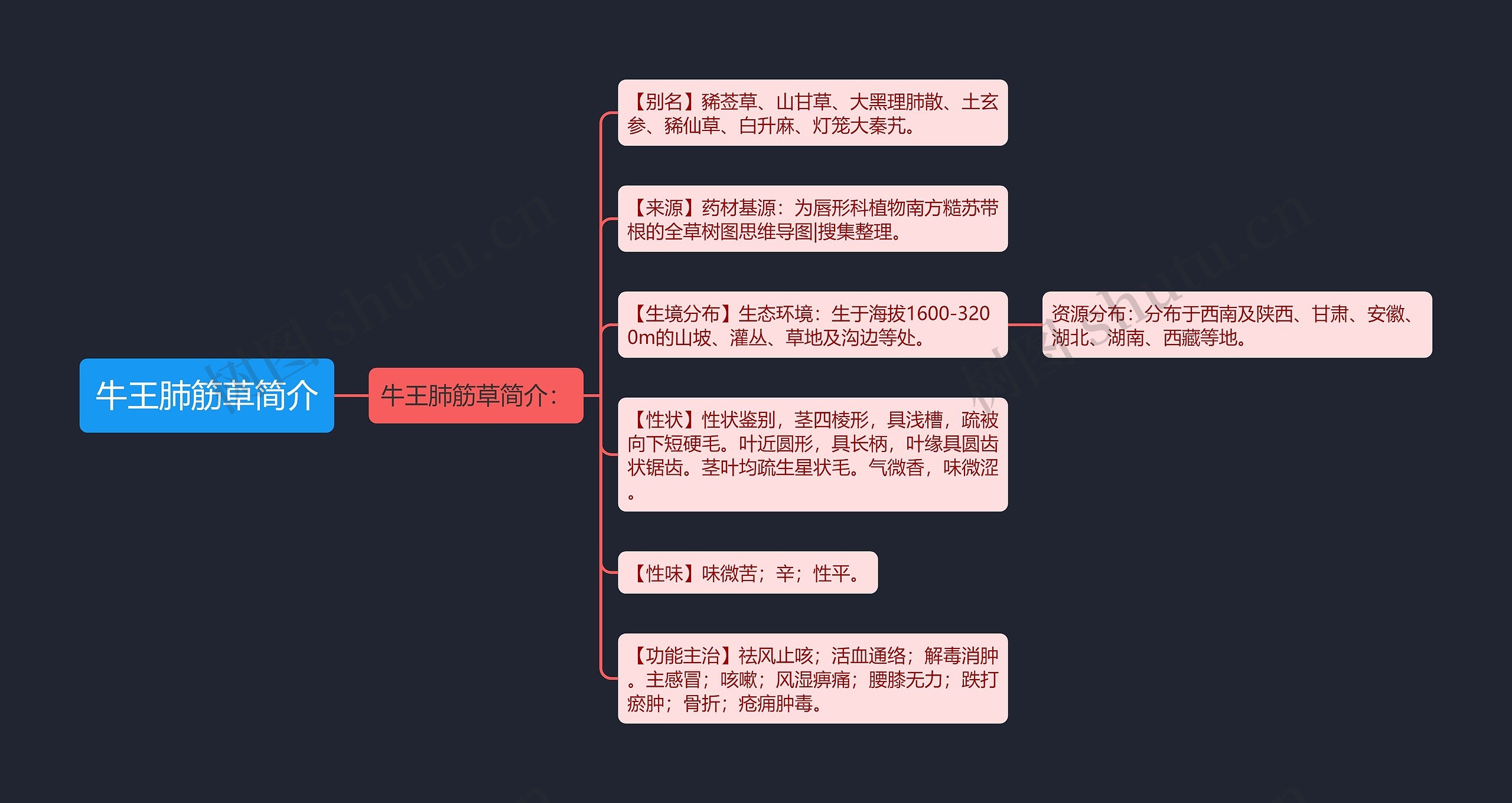 牛王肺筋草简介 牛王肺筋草简介