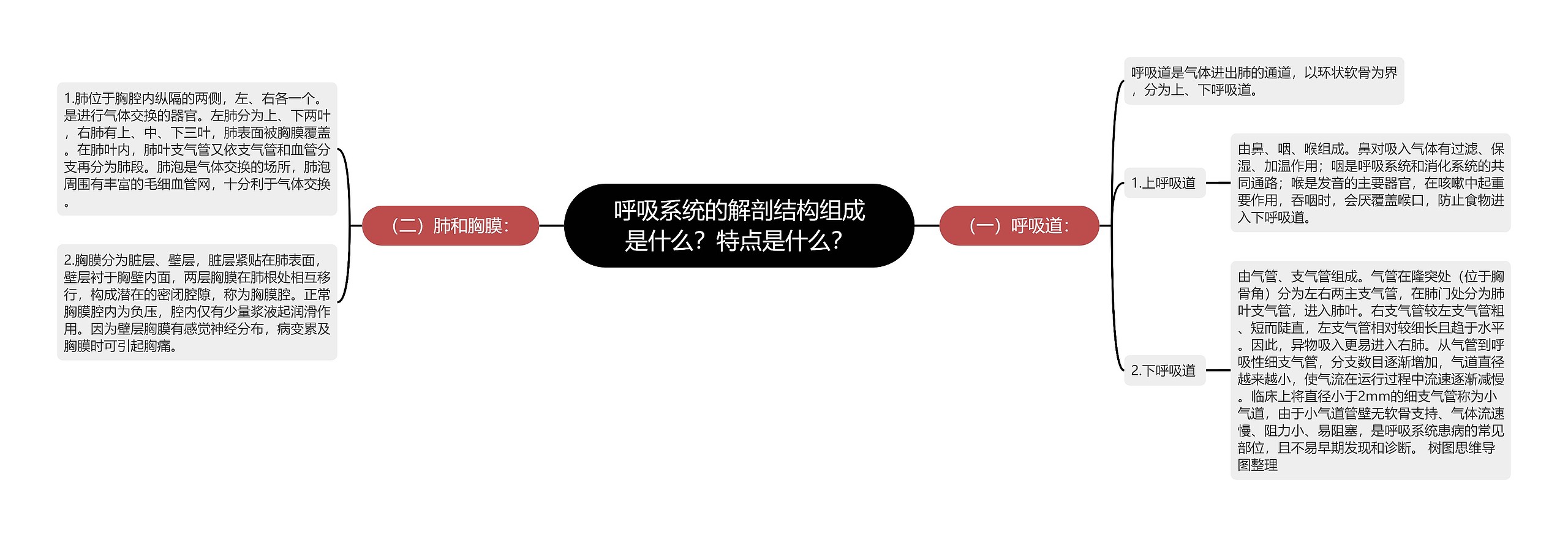 呼吸系统的解剖结构组成是什么？特点是什么？思维导图