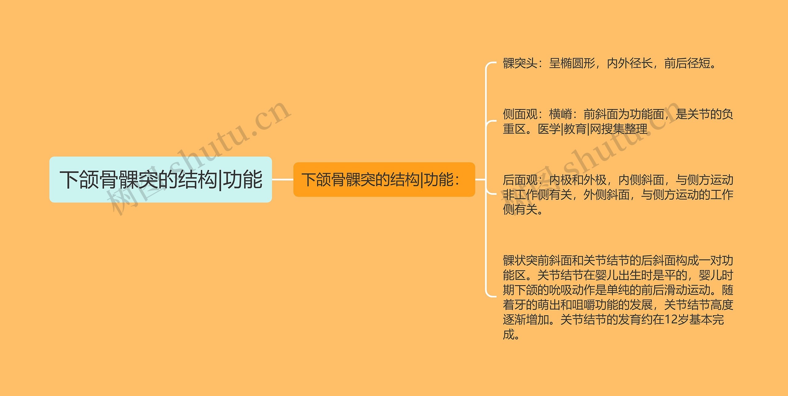 下颌骨髁突的结构|功能 下颌骨髁突的结构|功能